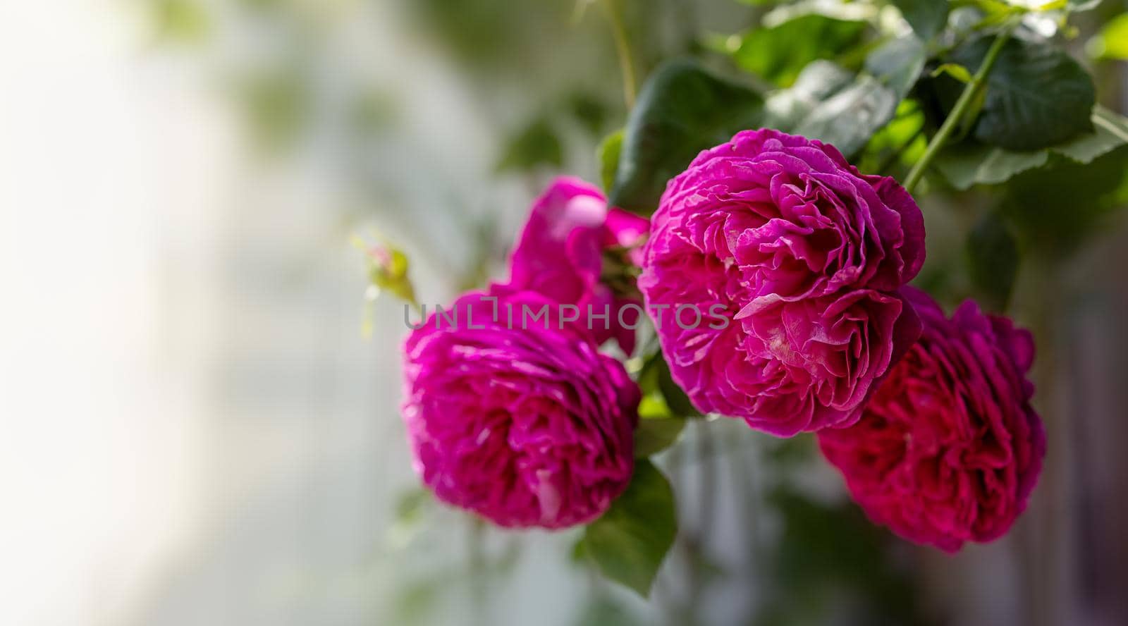 Close-up purple garden roses bloom on the bushes on summer sunny day, copy paste by Ramanouskaya