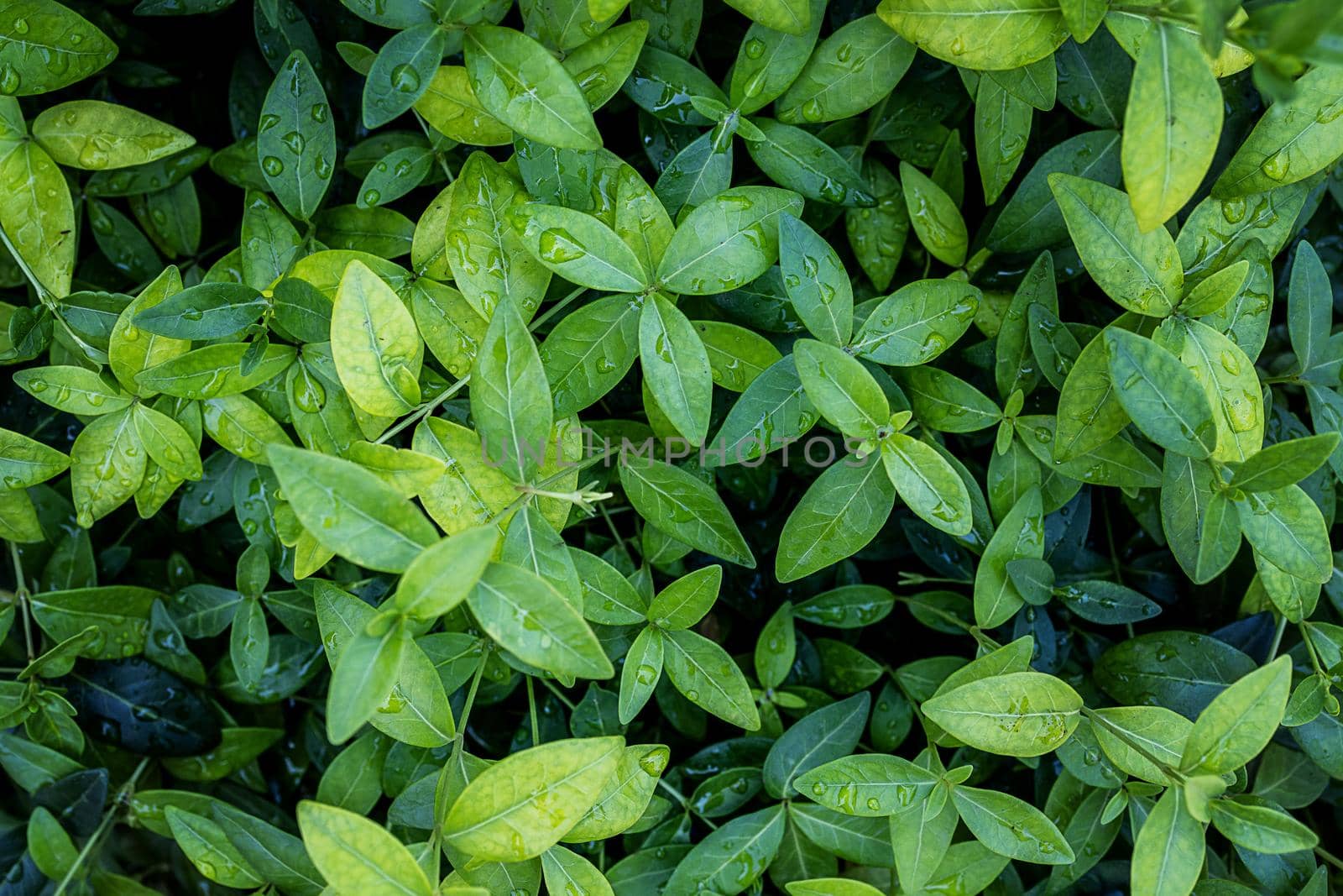 background of small green leaves for cosmetology, pharmacology, medicine by Ramanouskaya