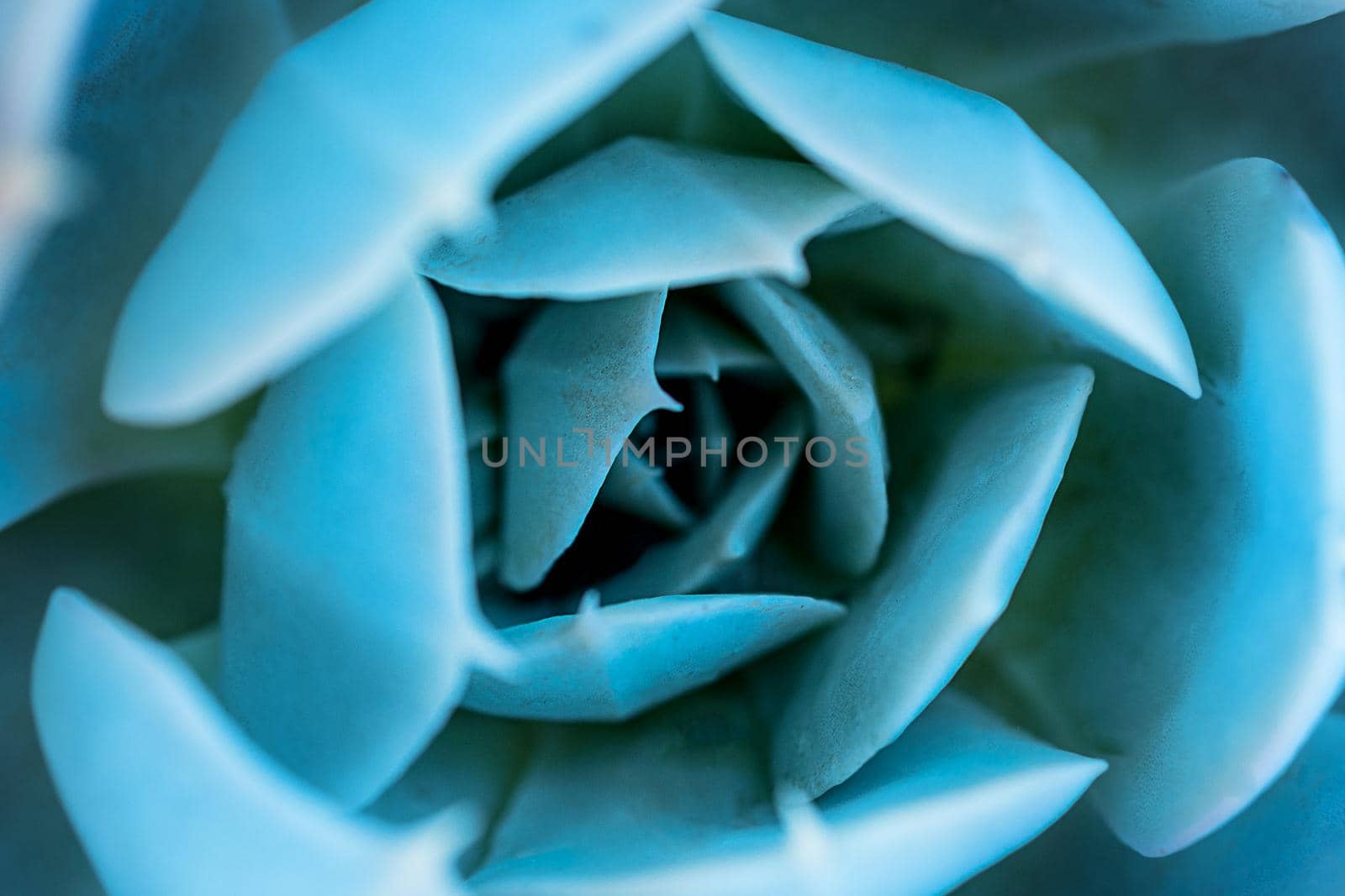 Juicy background. High quality texture of succulents. Floral background. Selective focus. Succulent, Echeveria, Echeveria. Close-up, macro photography of a rosette of a flower. Blue decorative color