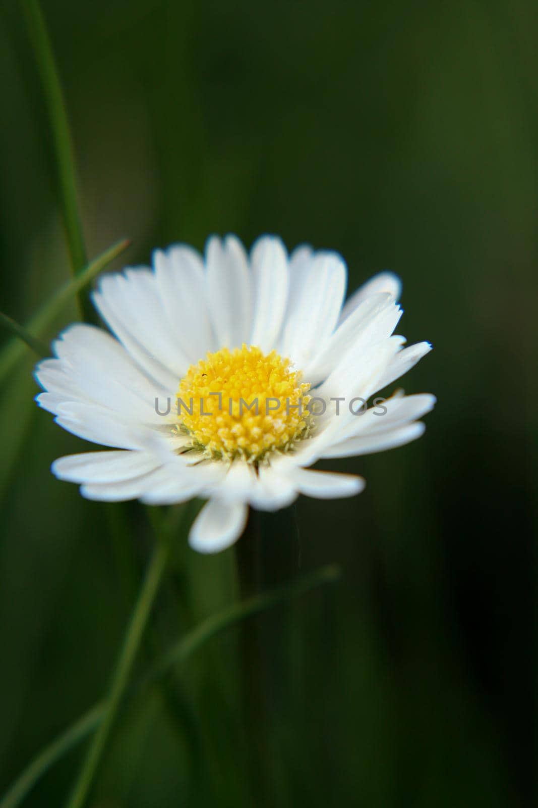Beautiful Daisy flower blooming in the park during sunlight of summer day