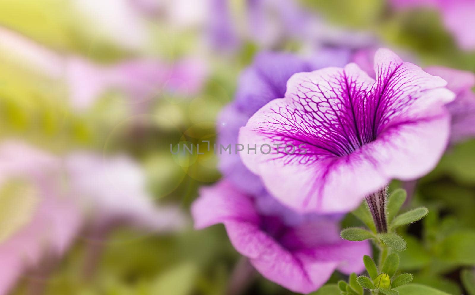 Pink petunia flower, Petunia hybrida, blooming in the garden. Lots of pink petunia flowers. Blooming surfinia. Home decorative flowers. Garden on a summer sunny day, close-up, soft focus