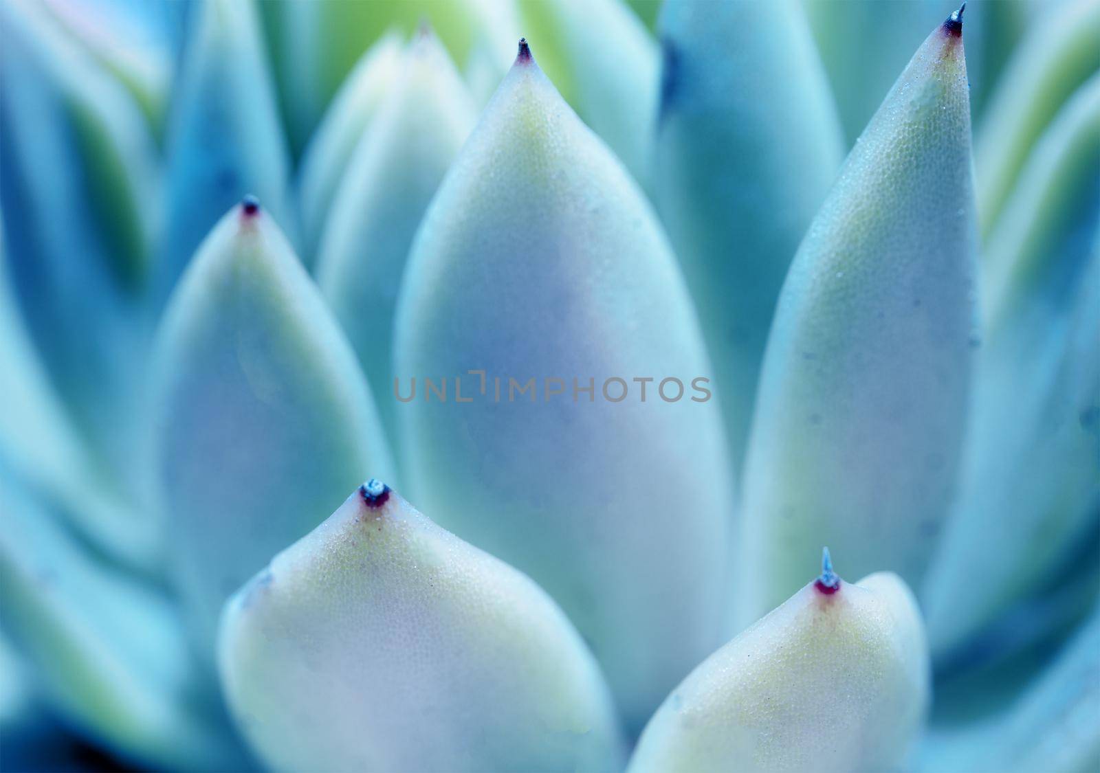 close-up, macro. Blue agave leaves close up, pharmacology and medicine concept by Ramanouskaya
