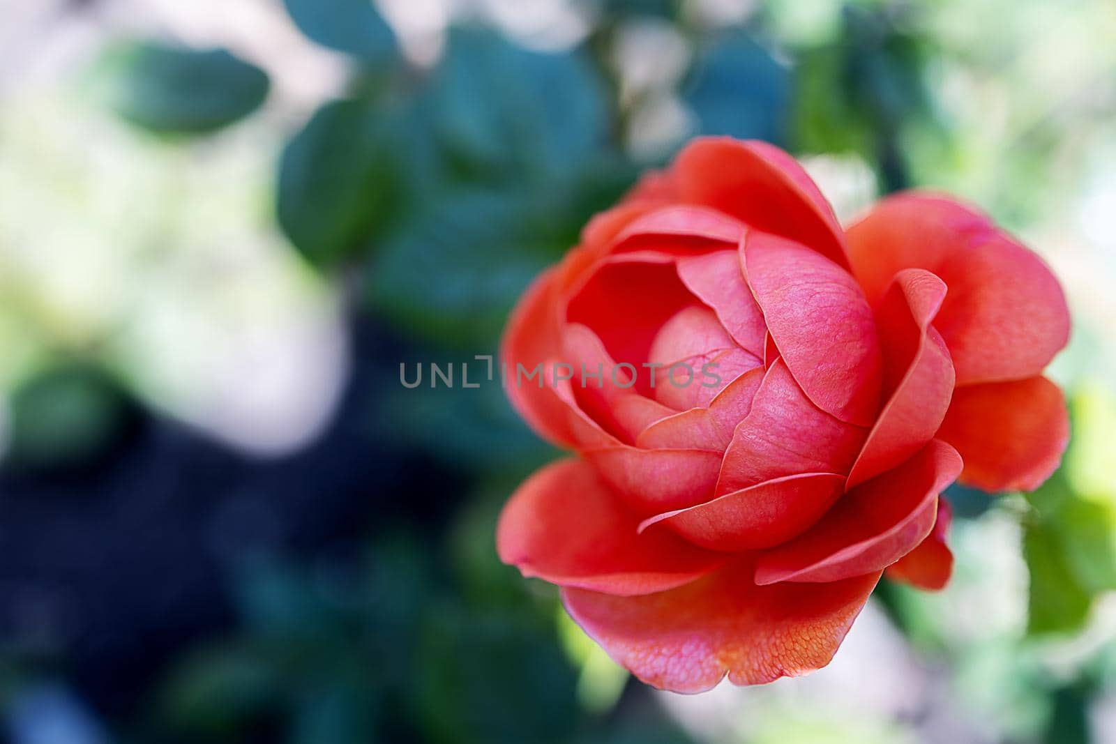 close-up, coral rose bud in natural conditions on dark blue background. Natural flower, macro photo, copy paste your design. Beautiful blur and bokeh, sun rays. Poster, postcard, image in the interior