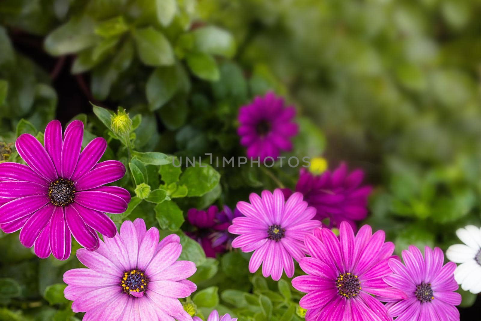 beautiful blooming poster with small pink flowers on a green background by Ramanouskaya