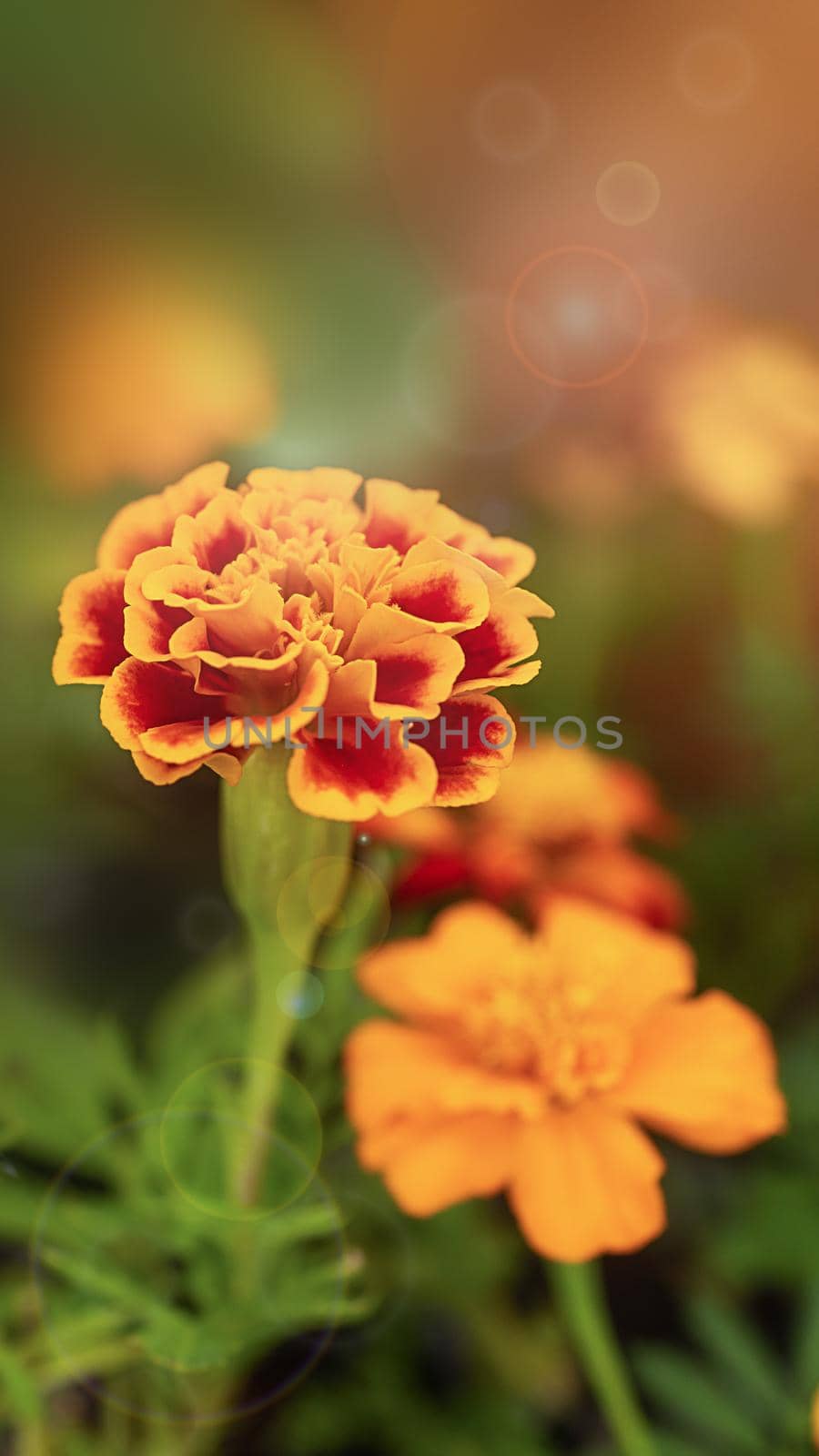 Marigold, yellow marigold flower, orange marigold, marigold petals. Close-up of a flower on a dark background. Vertical photo for intro or background. Romantic sunbeams and glare