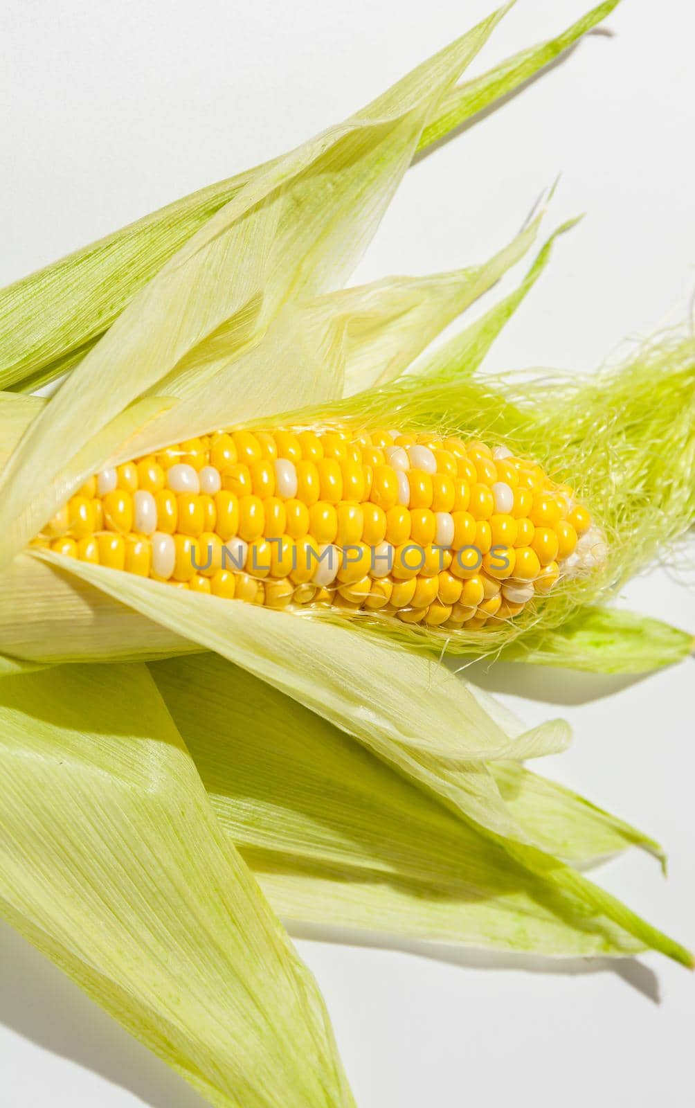 Fresh corn ears with leaves with open leaves like a flower on white background with hard shadow as package design element