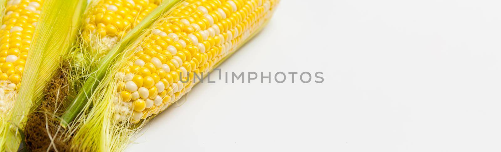 Grains of Ripe Corn with Water Droplets. Macro photo. Long banner for design, for text, for the site
