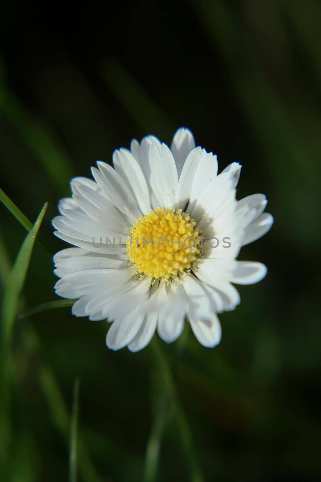 Beautiful Daisy flower blooming in the park during sunlight of summer day