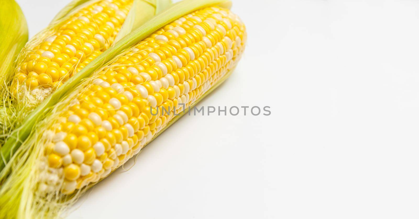 Grains of Ripe Corn with Water Droplets. Macro photo. Long banner for design, for text, for the site
