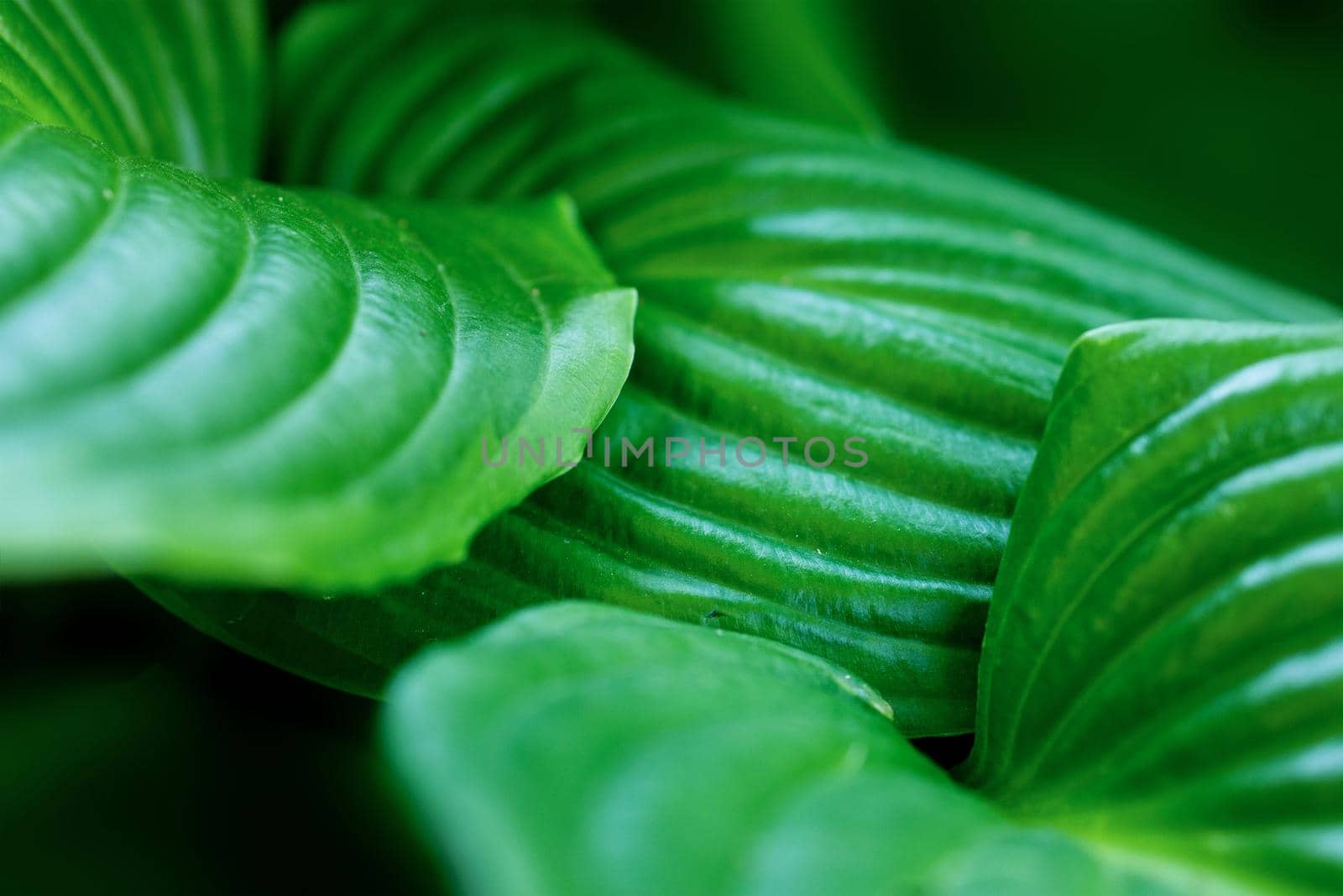 Beautiful, abstract background of green hosta leaves on a dark background. The concept of natural nature, environment, ecology. Cover, poster on ecology, environmental conservation