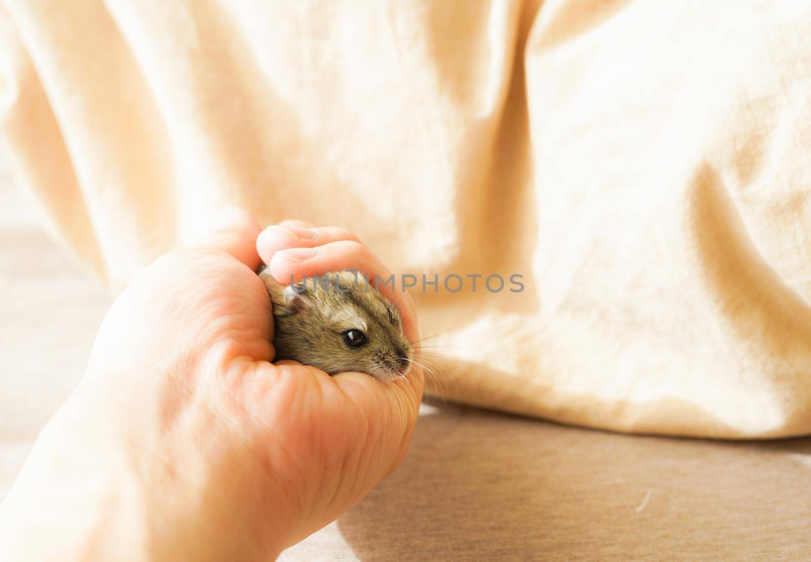 Jungarian Hamster (Blue Surfire). Shooting Location: Yokohama-city kanagawa prefecture