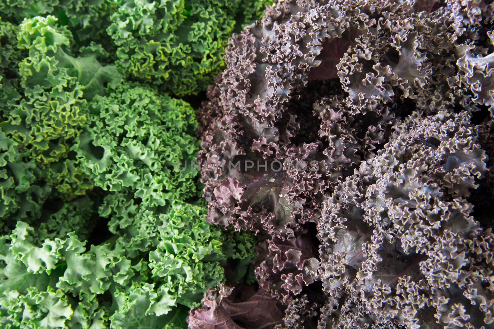 Fresh green and purple curly kale food background