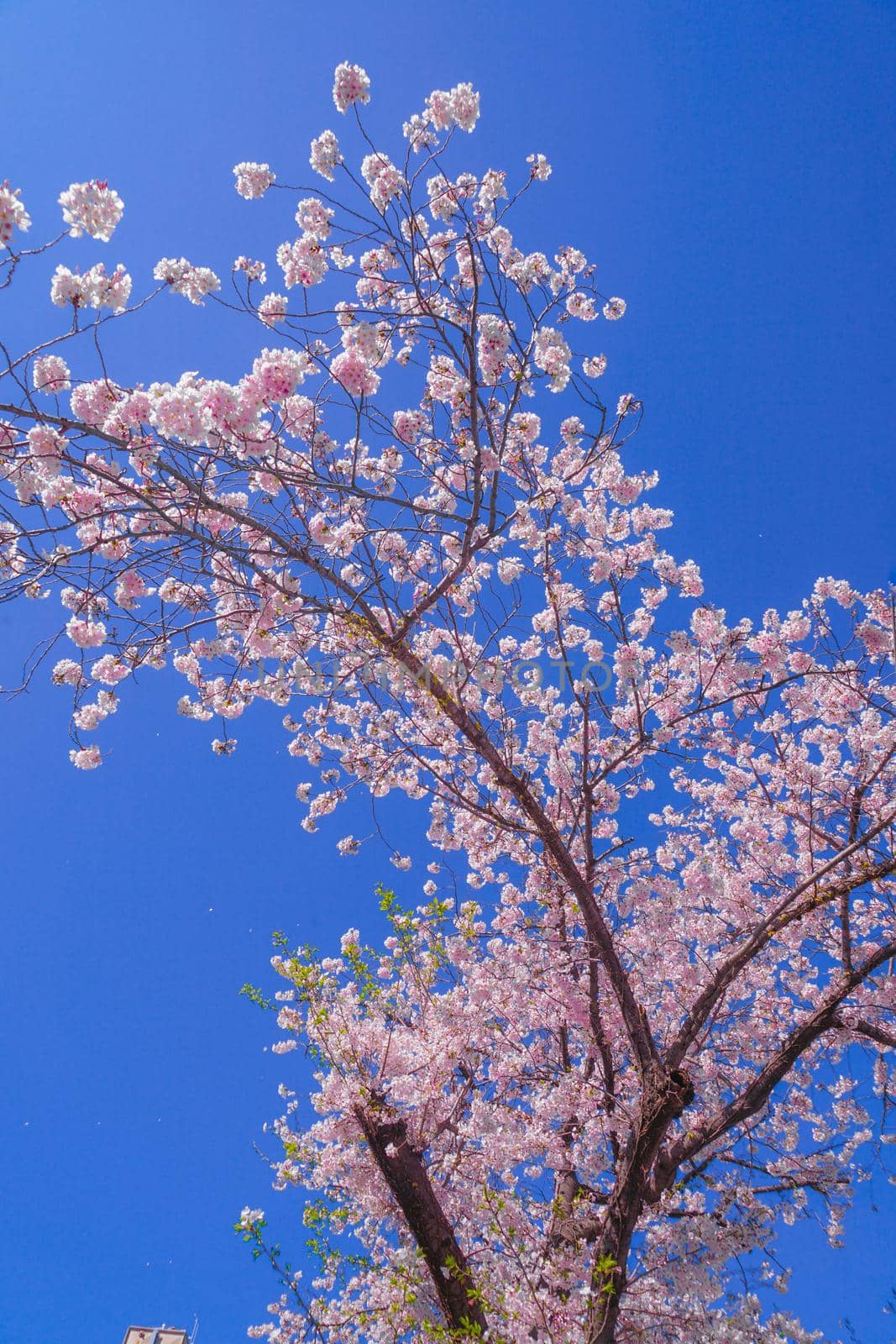 Cherry blossoms in the sky of fine weather. Shooting Location: Tokyo metropolitan area