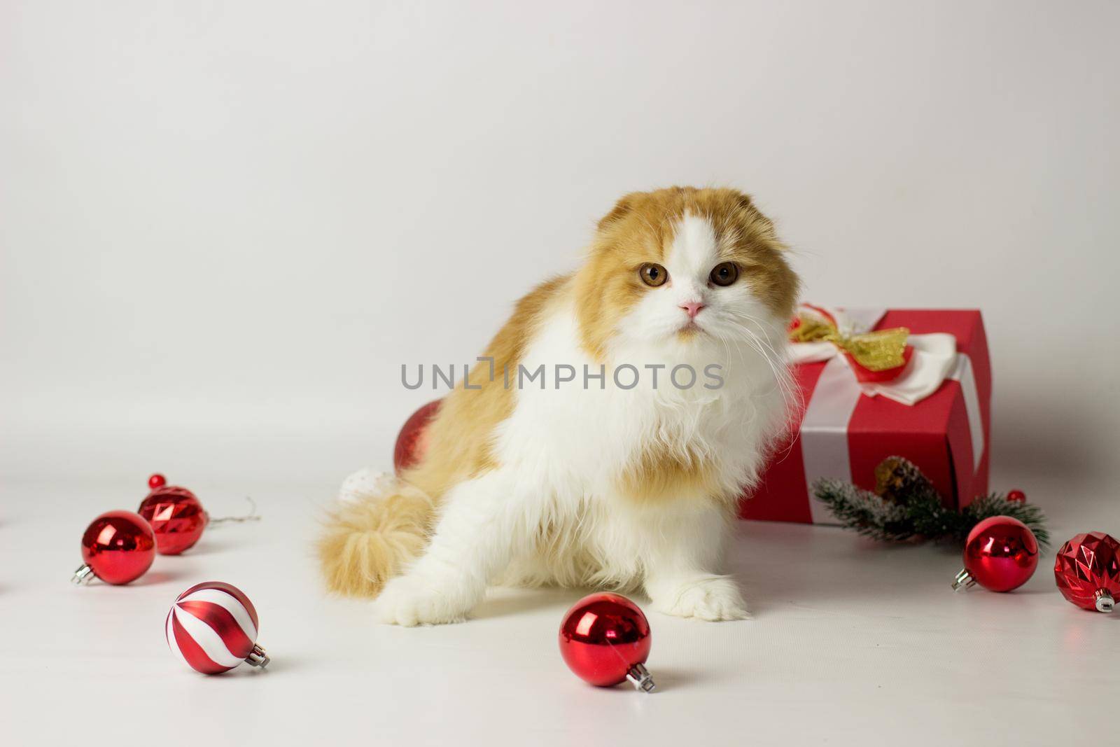 Cute scottish kitten playing in a gift box with Christmas decoration by KatrinBaidimirova