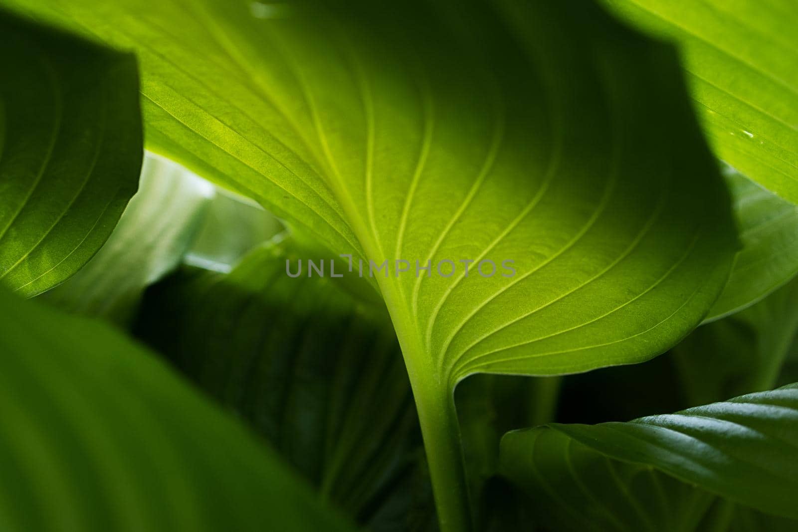 Hosta leaves shine through the sun's rays on a summer day, natural background by Ramanouskaya