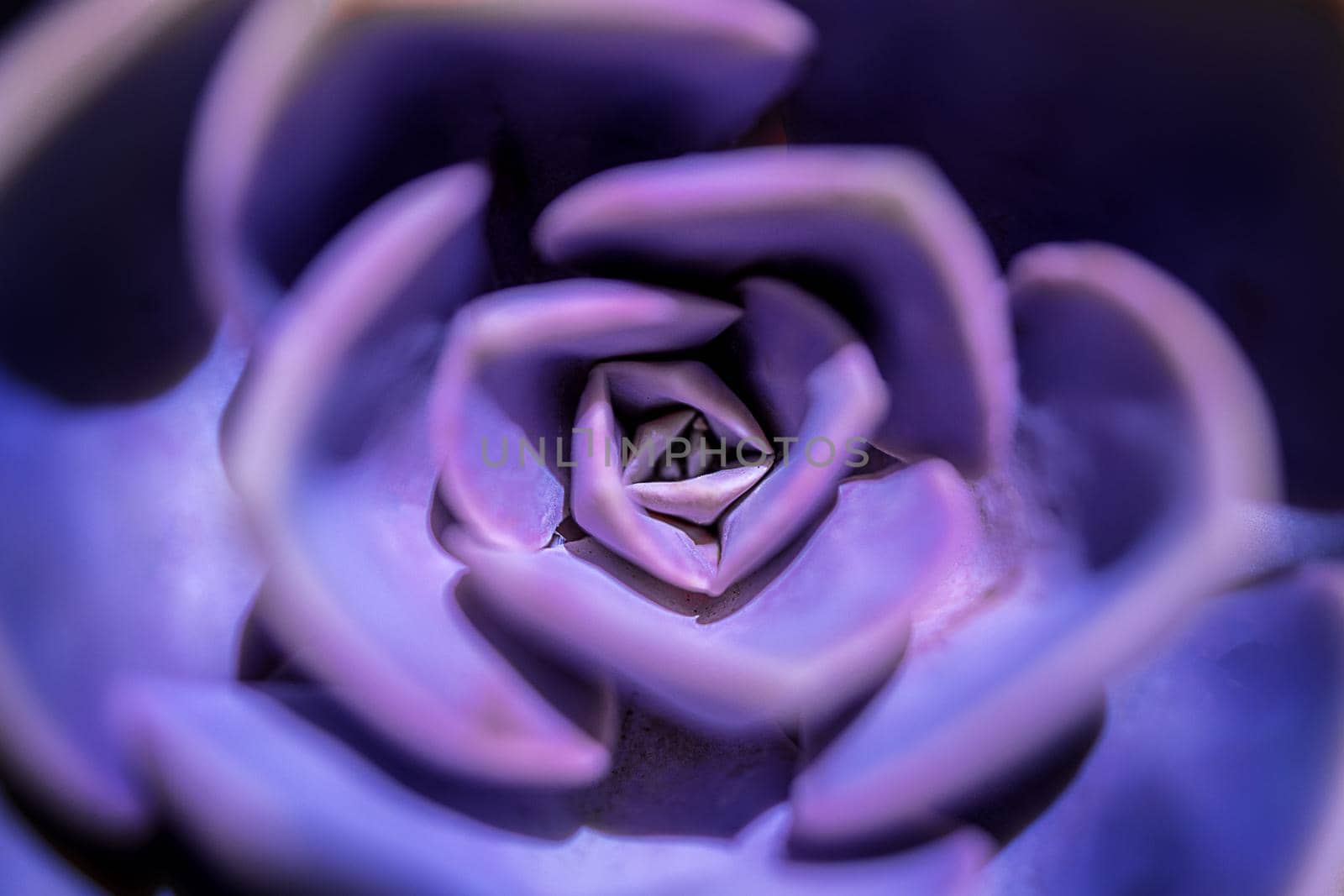 Purple Echeveria is a succulent evergreen perennial. Socket close-up. by Ramanouskaya