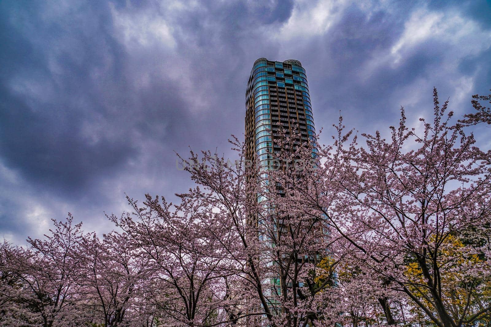 Full bloom of cloudy sky and Roppongi cherry blossoms. Shooting Location: Tokyo metropolitan area