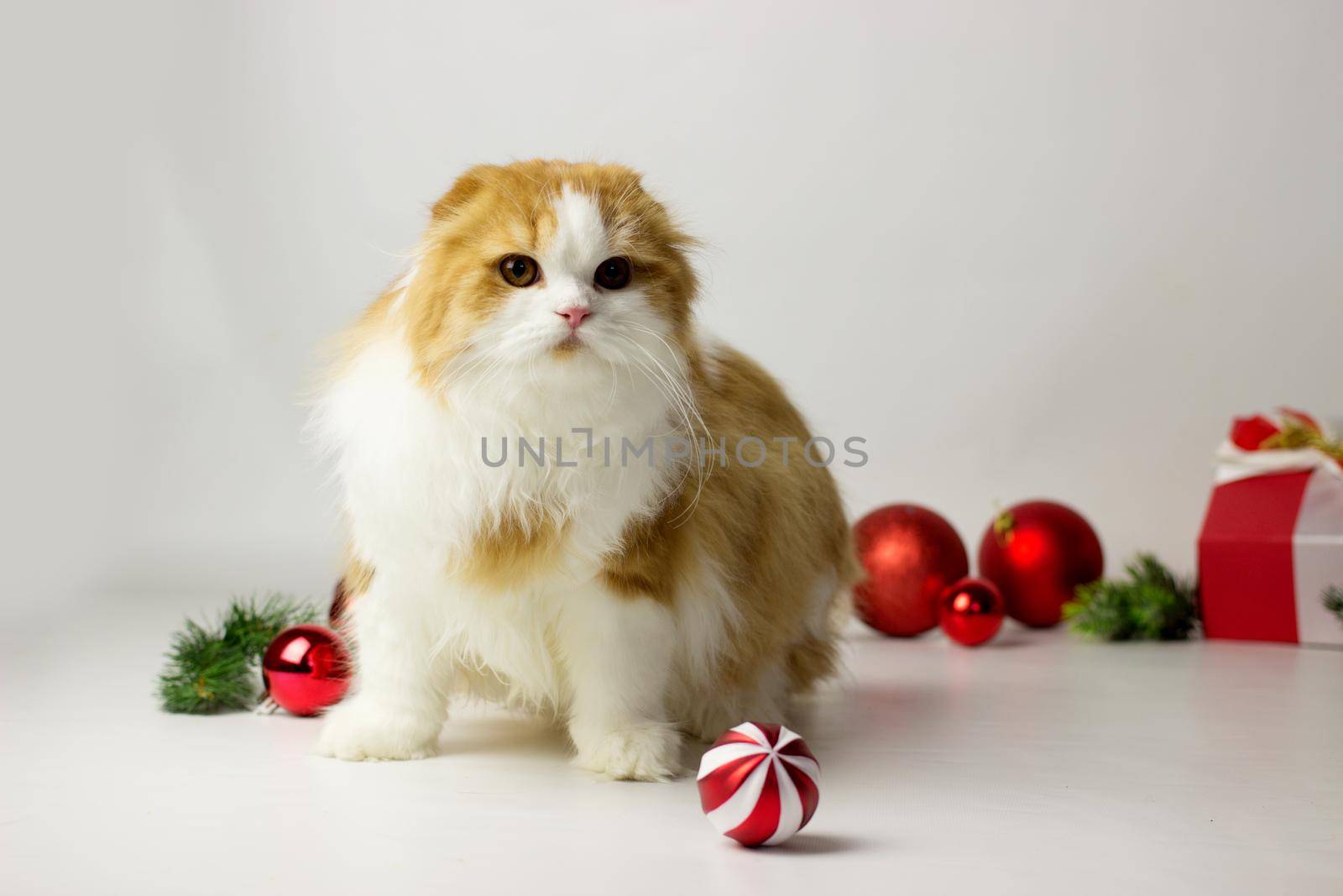 Cute scottish kitten playing in a gift box with Christmas decoration. Highland fold cat. White and red color