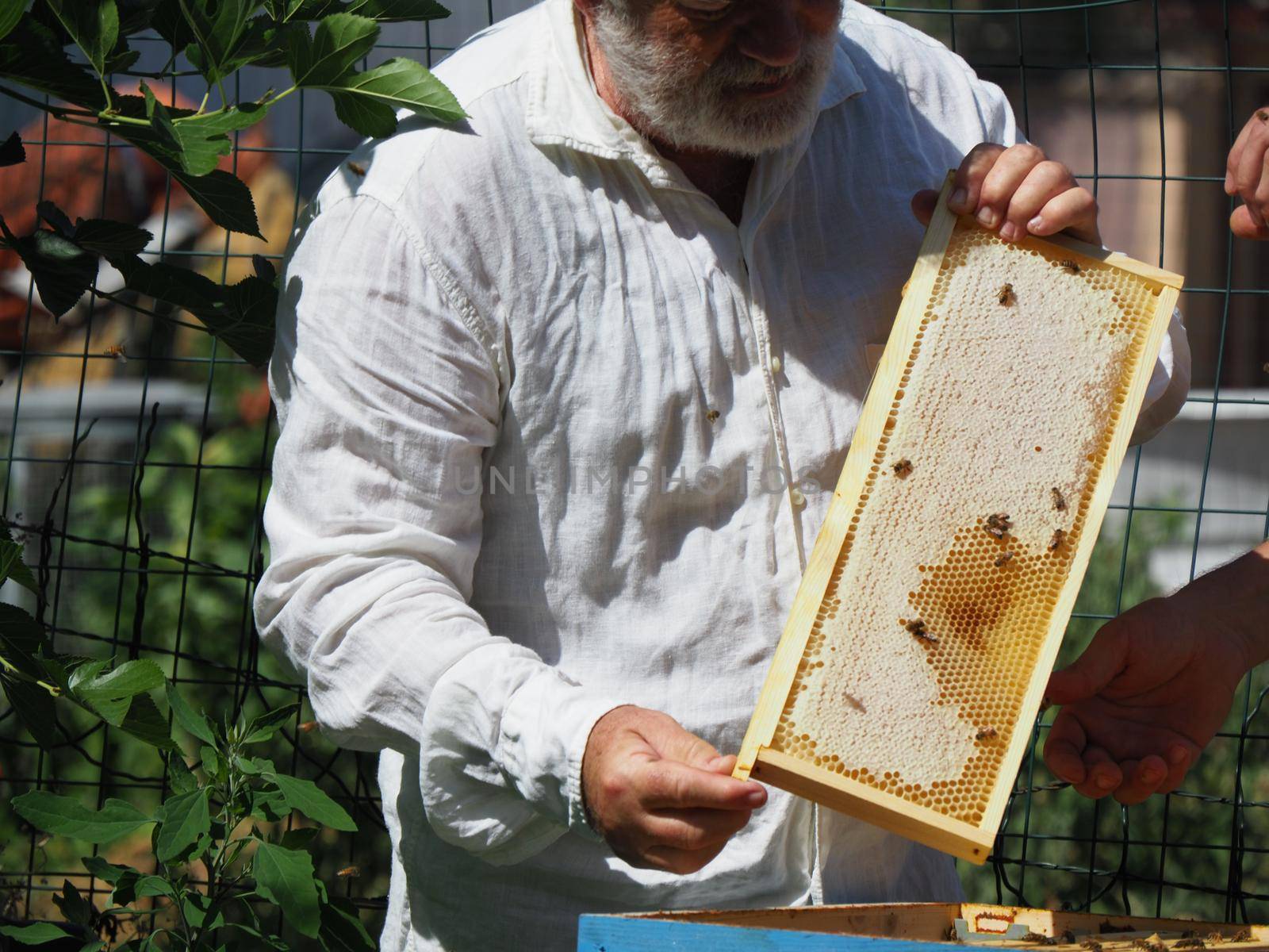 Master bee keeper pulls out a frame with honey from the beehive in the colony. by verbano