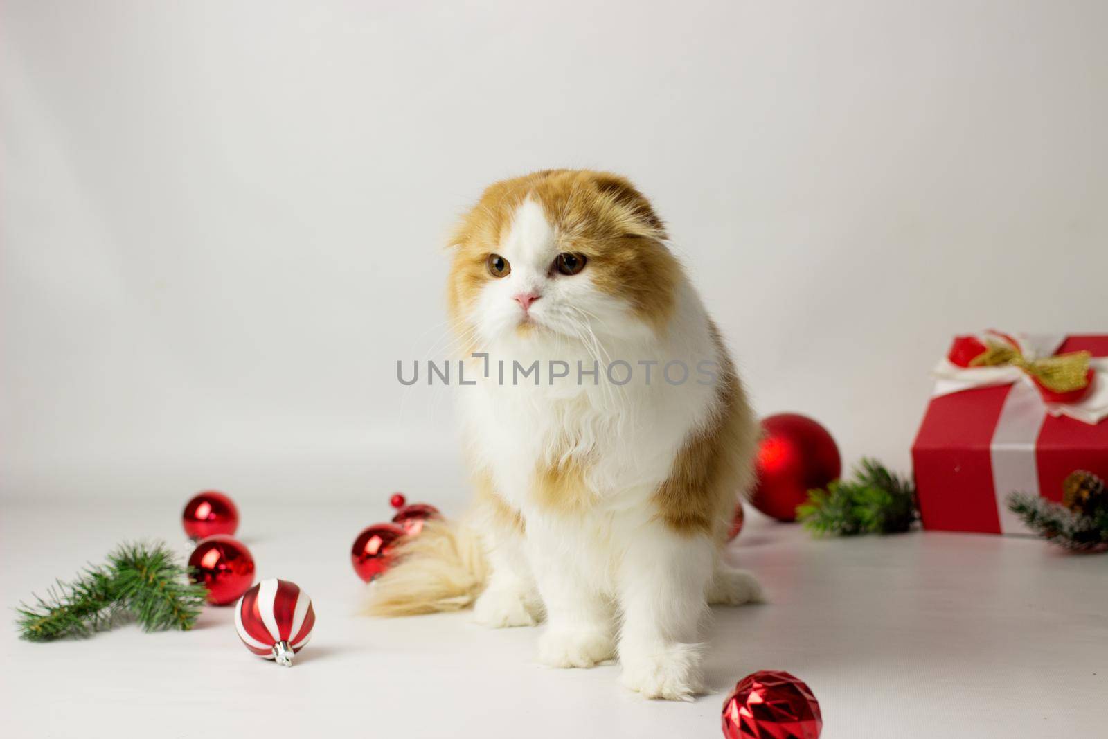 Cute scottish kitten playing in a gift box with Christmas decoration by KatrinBaidimirova