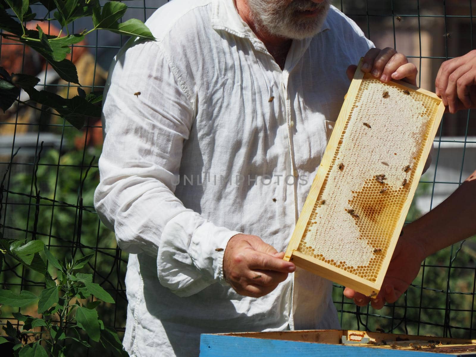 Master bee keeper pulls out a frame with honey from the beehive in the colony. by verbano