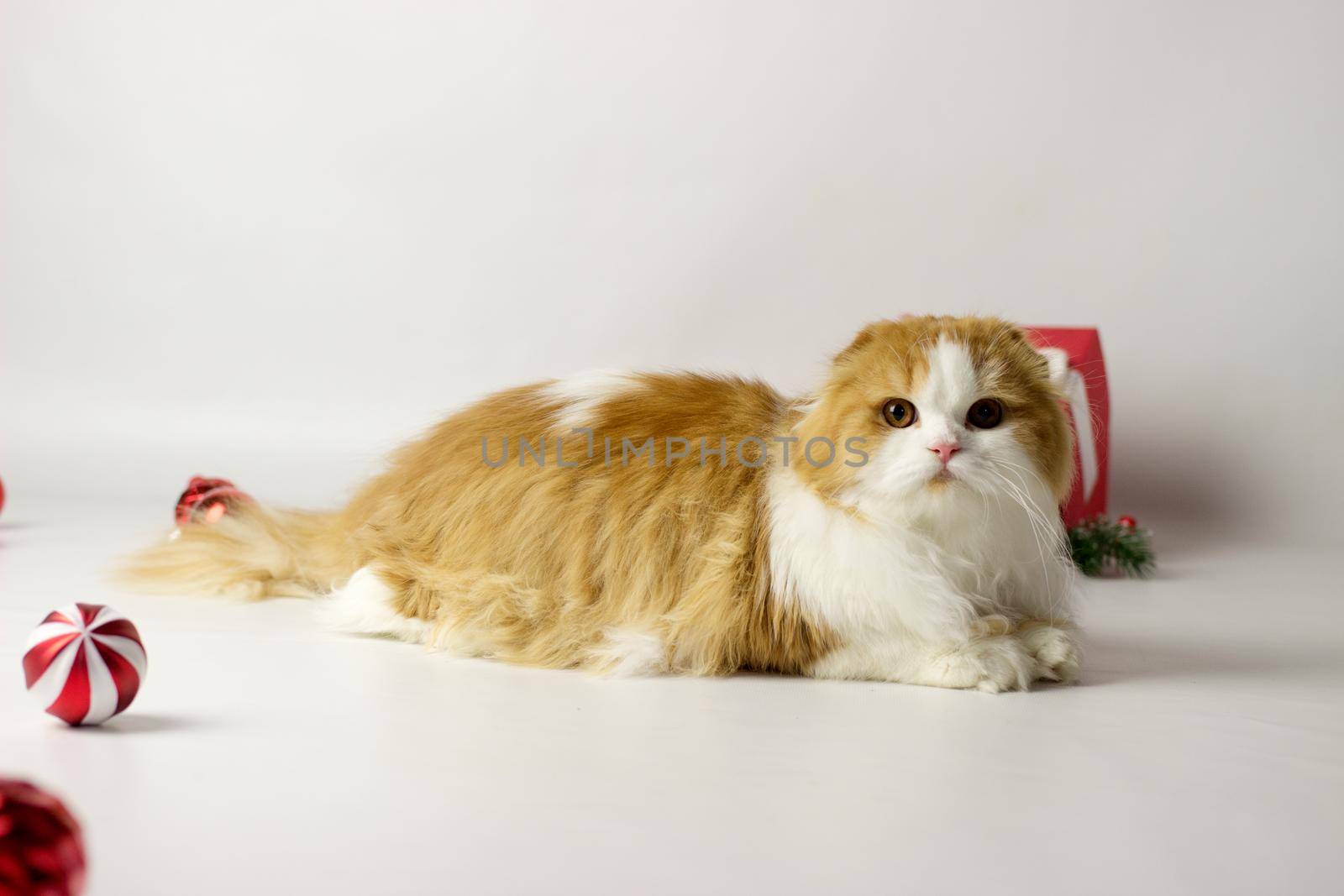 Cute scottish kitten playing in a gift box with Christmas decoration by KatrinBaidimirova