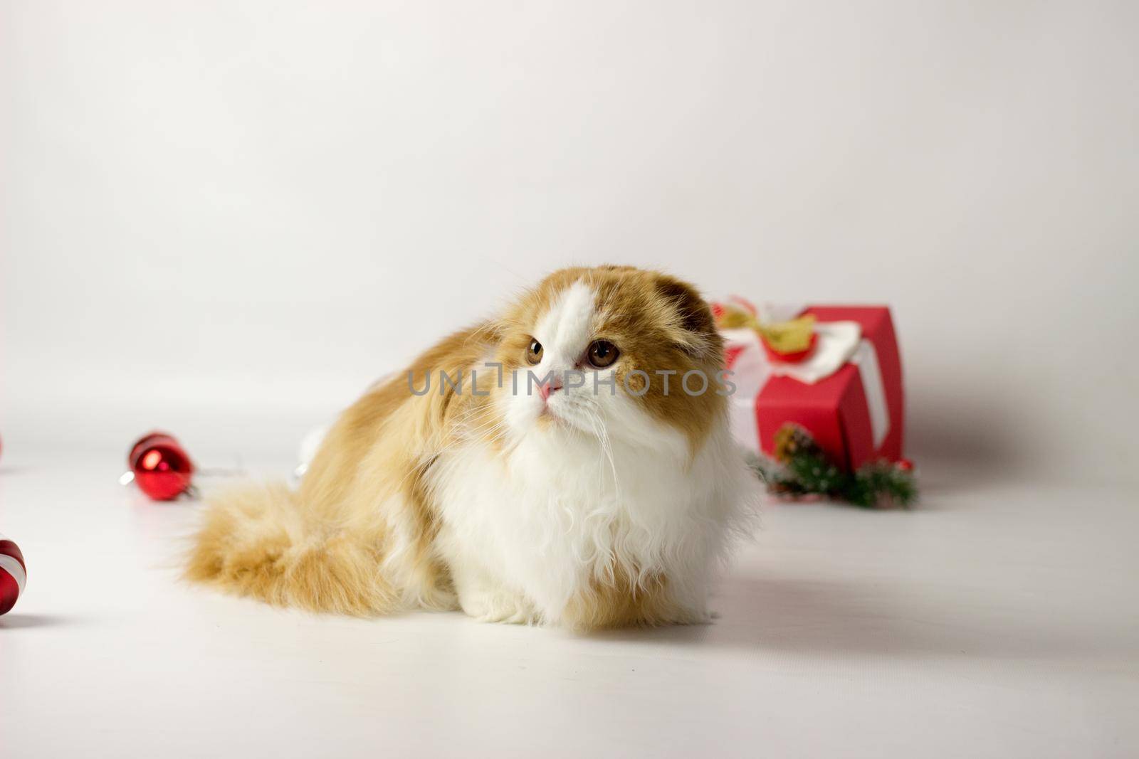 Cute scottish kitten playing in a gift box with Christmas decoration by KatrinBaidimirova