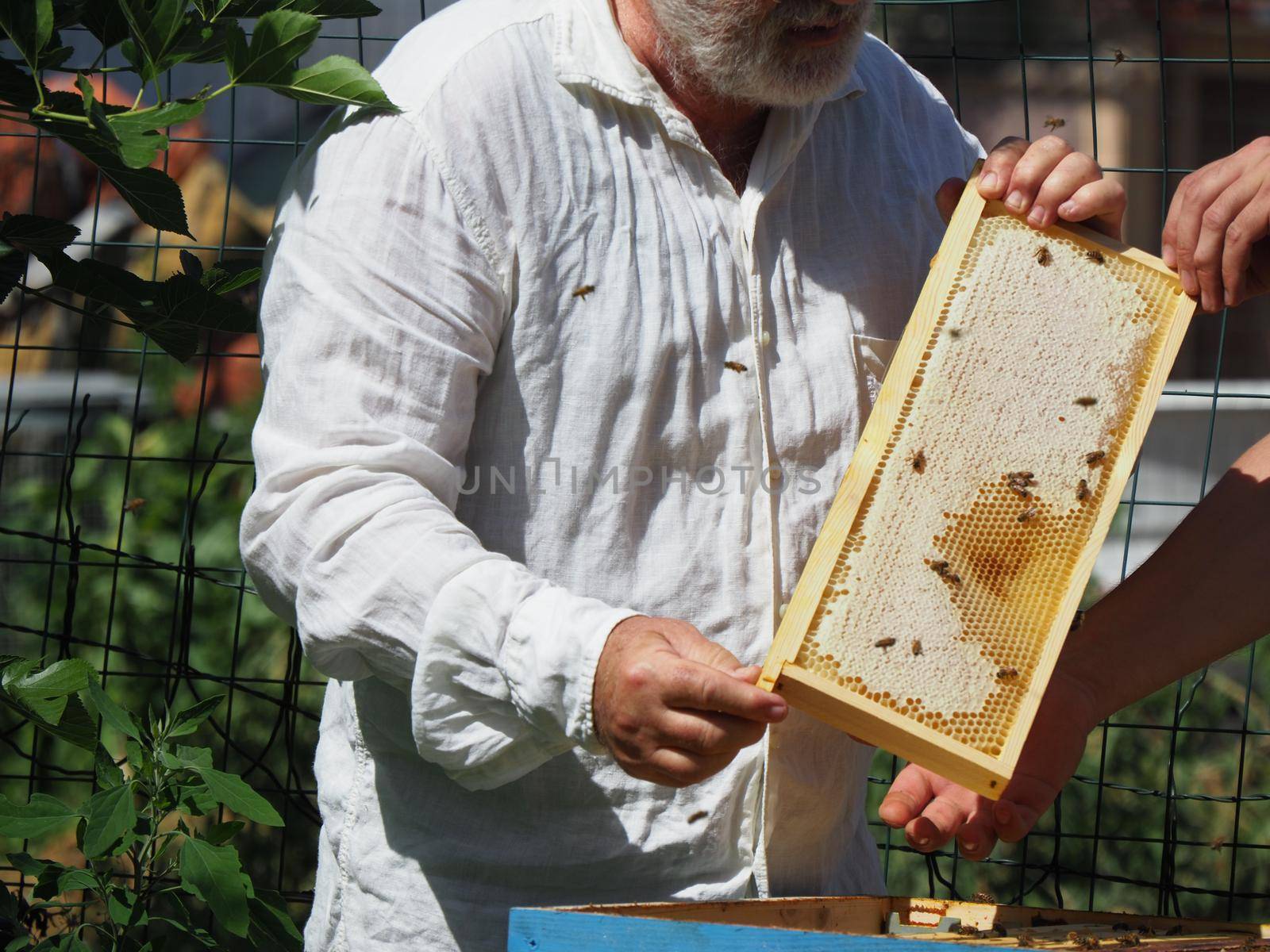 Beekeeper working with bees and beehives on the apiary. Beekeeping concept. Beekeeper harvesting honey Beekeeper on apiary.