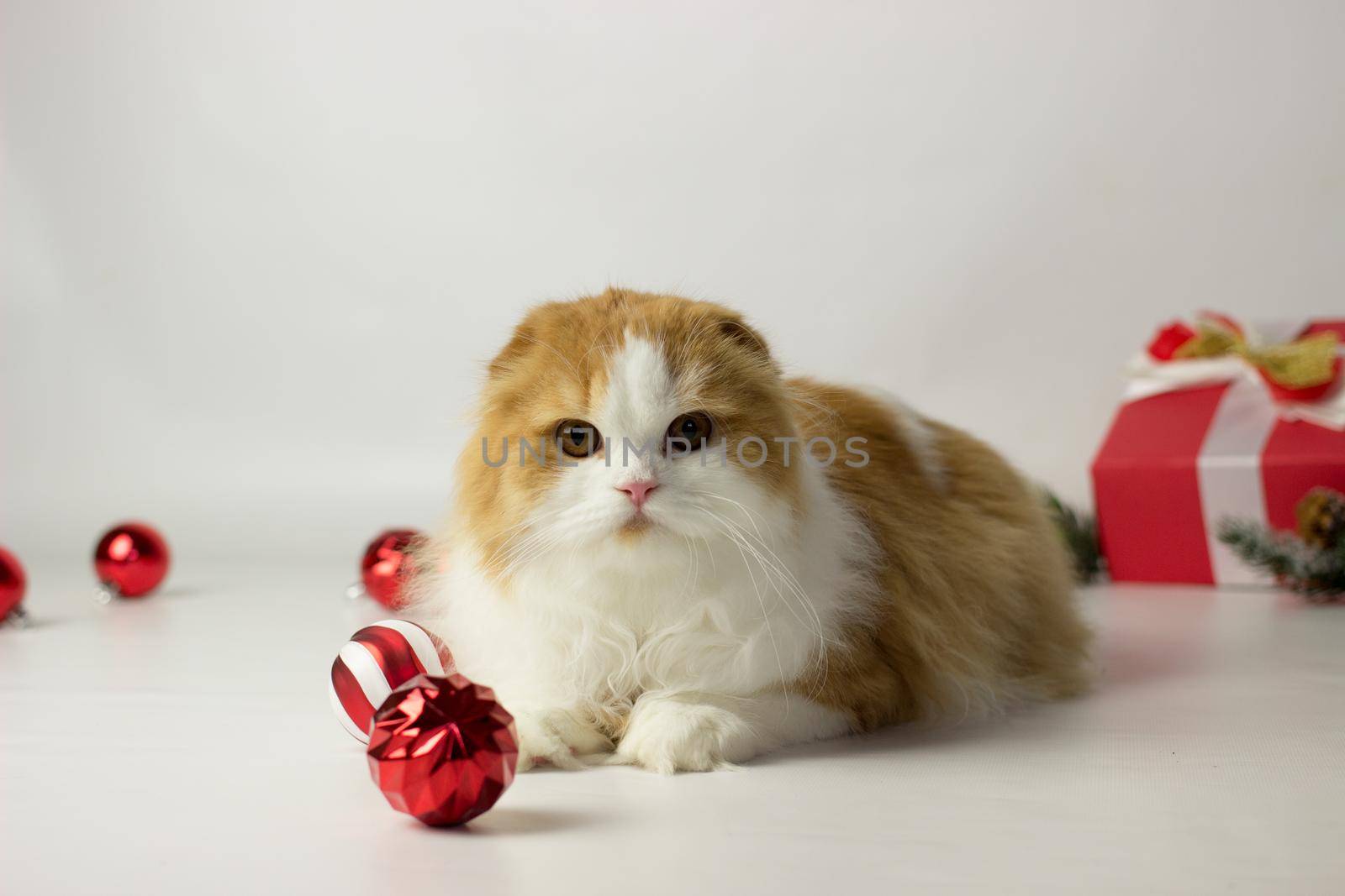 Cute scottish kitten playing in a gift box with Christmas decoration. Highland fold cat. White and red color
