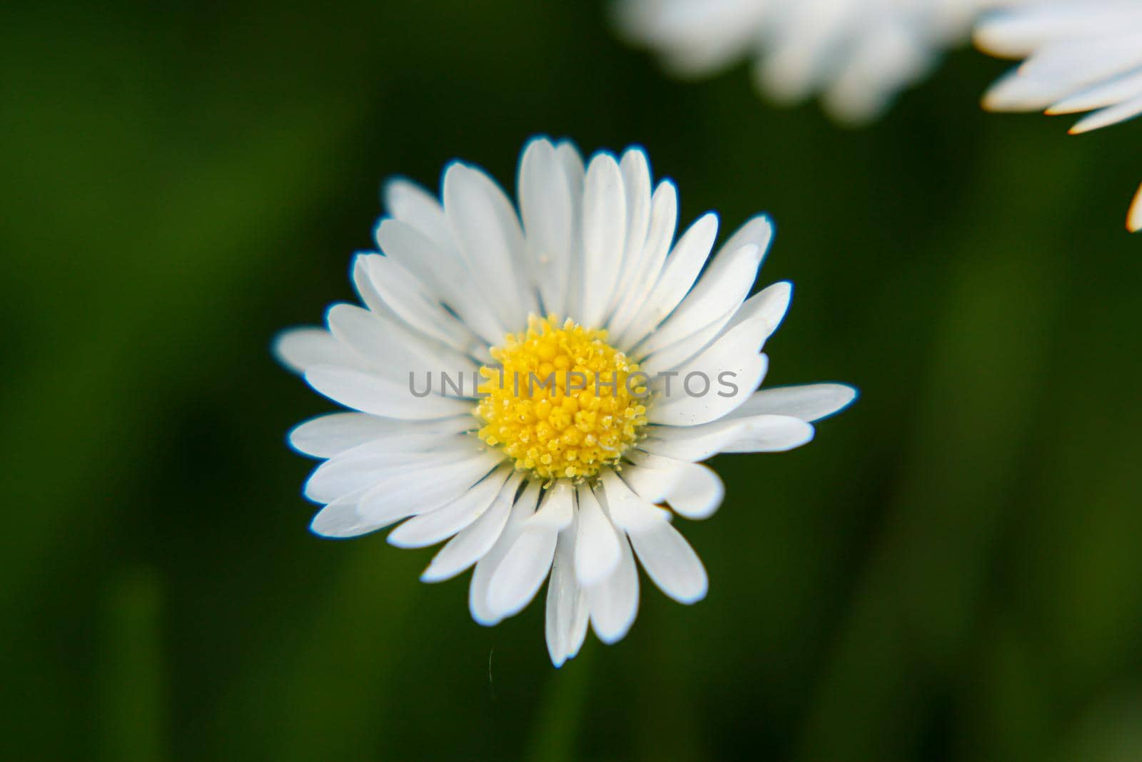 Beautiful Daisy flower blooming in the park during sunlight of summer day