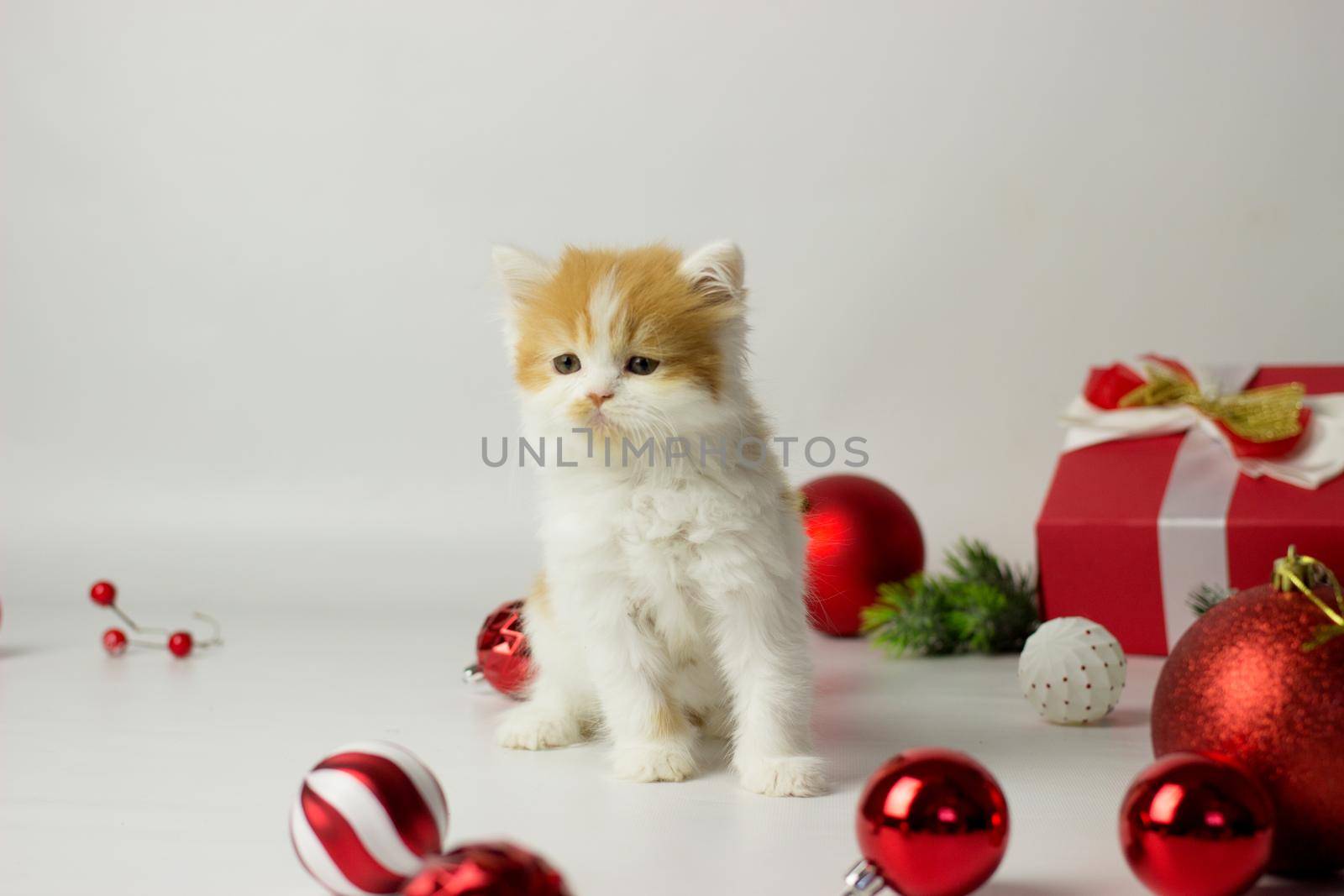 Cute scottish kitten playing in a gift box with Christmas decoration by KatrinBaidimirova