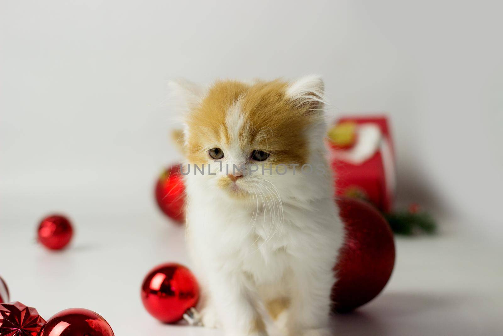 Cute scottish kitten playing in a gift box with Christmas decoration. Highland fold cat. White and red color