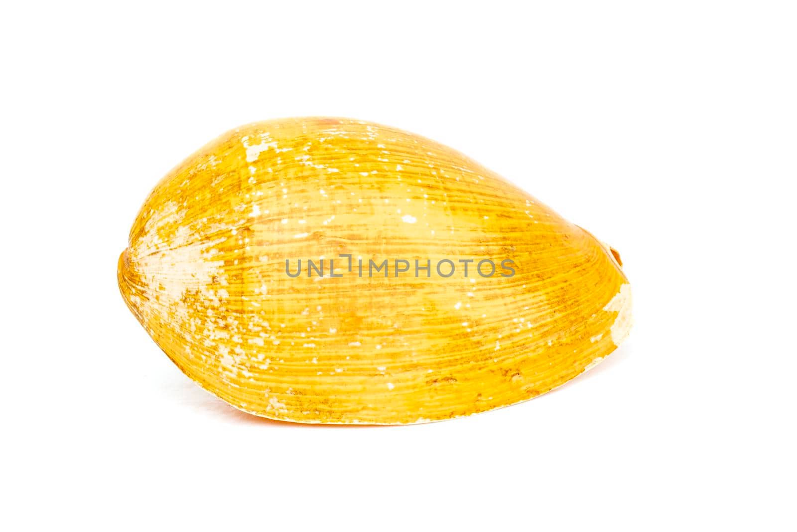 Image of yellow shell on a white background. Undersea Animals. Sea Shells.