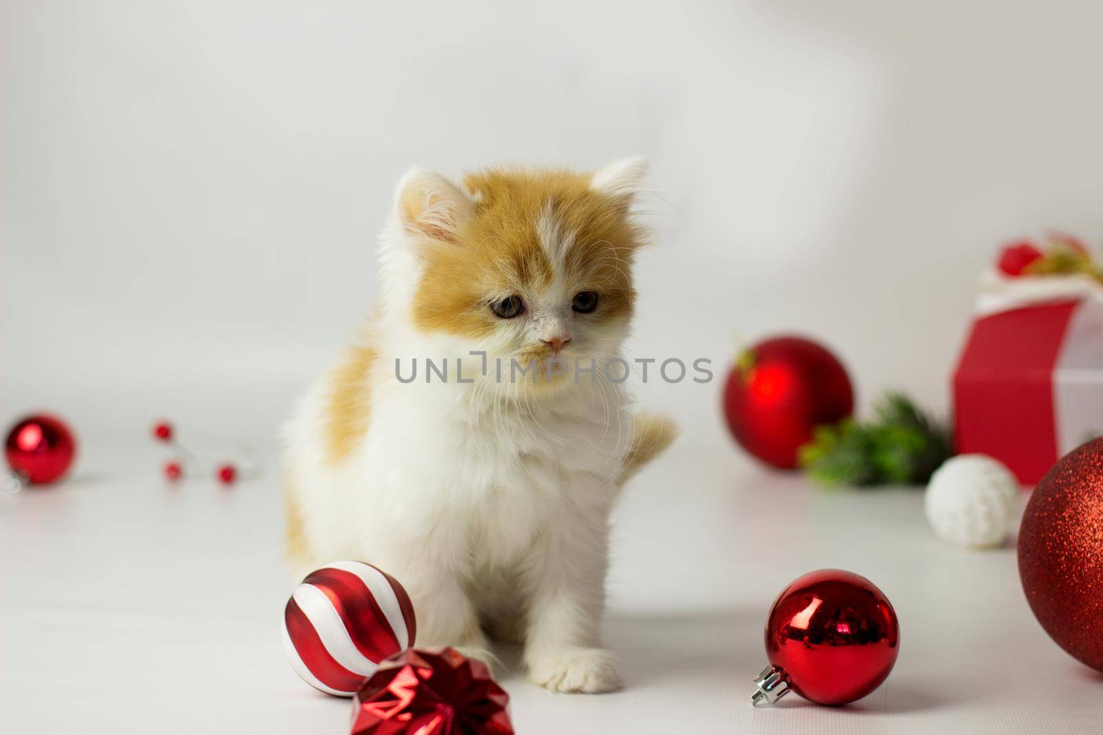 Cute scottish kitten playing in a gift box with Christmas decoration by KatrinBaidimirova