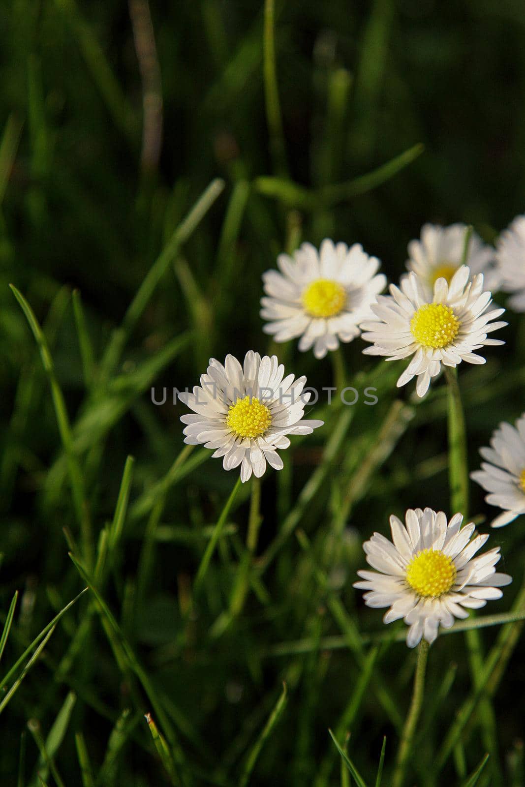 Beautiful Daisy flower blooming in the park during sunlight of summer day