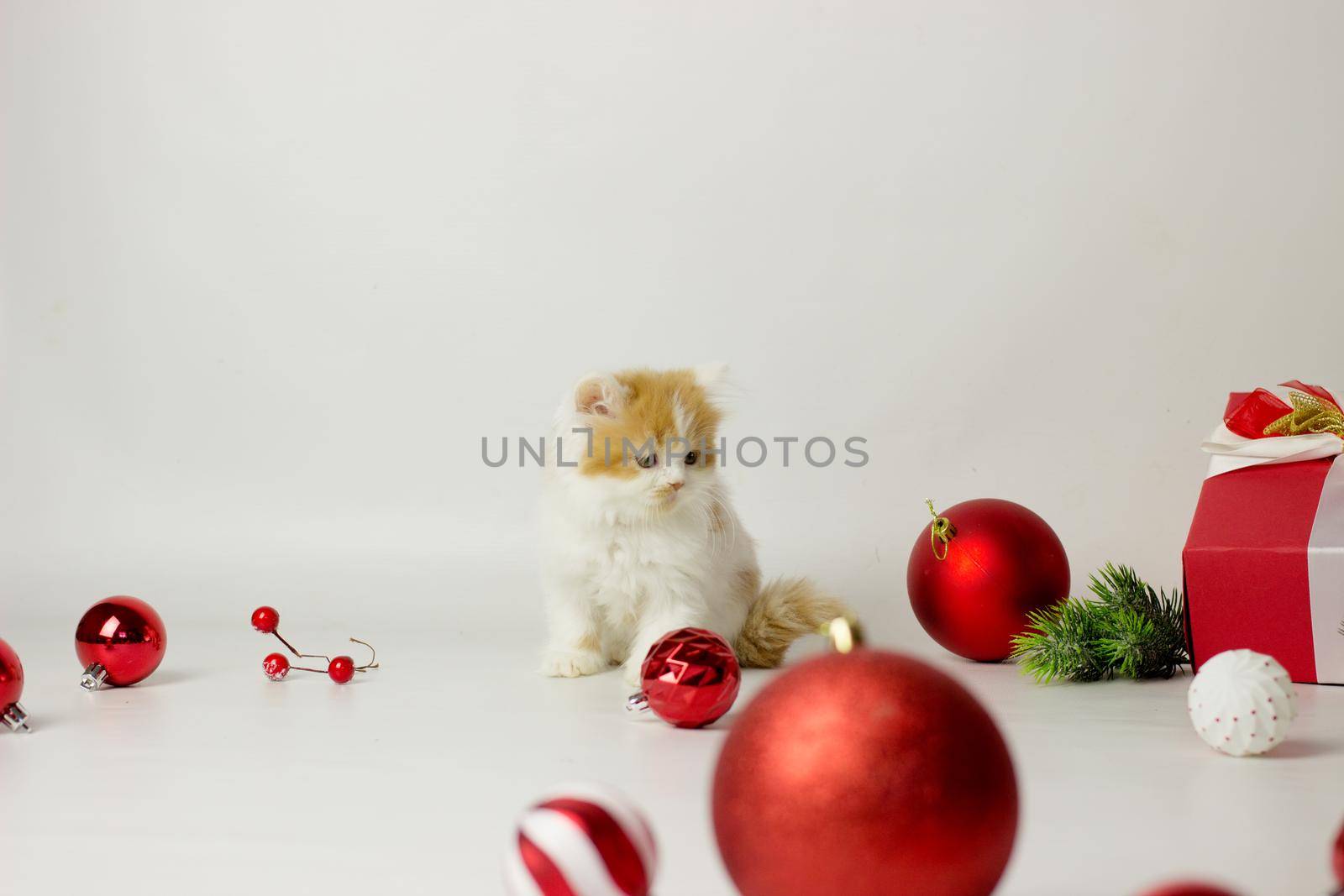 Cute scottish kitten playing in a gift box with Christmas decoration by KatrinBaidimirova