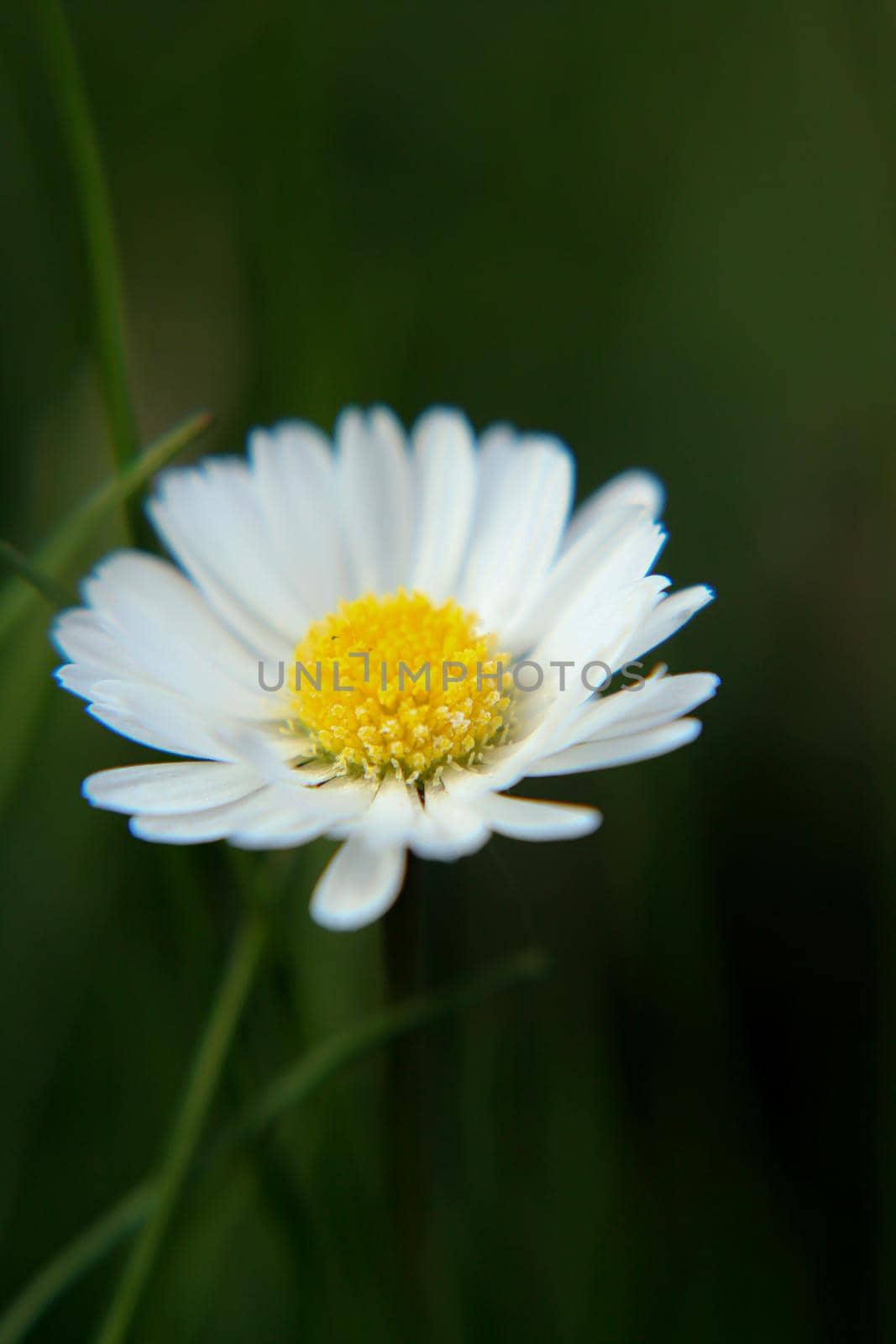 Beautiful Daisy flower blooming in the park during sunlight of summer day