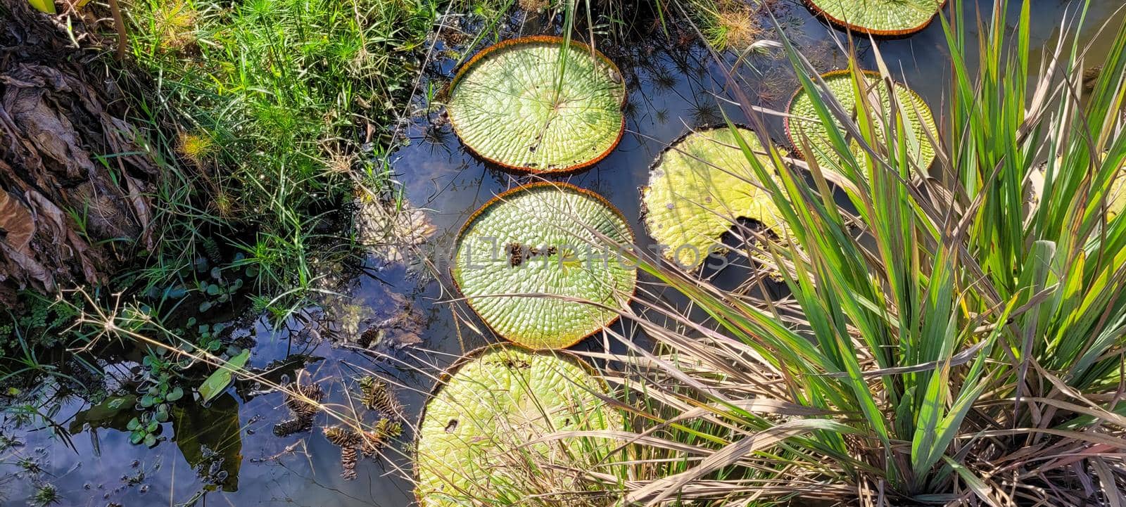 natural tropical lake in the interior of Brazil with grass vegetations and plants by sarsa