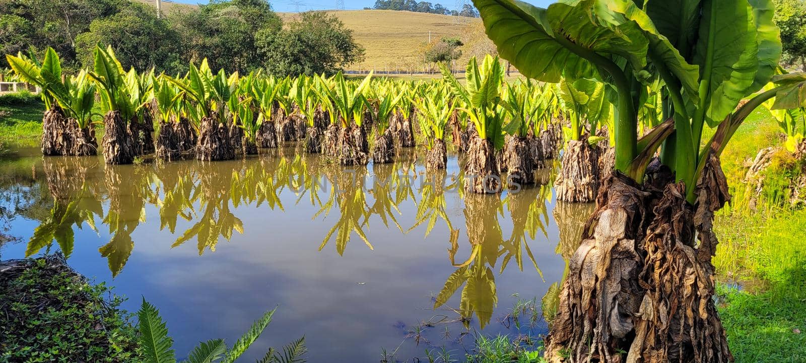 natural tropical lake in the interior of Brazil with grass vegetations and plants by sarsa