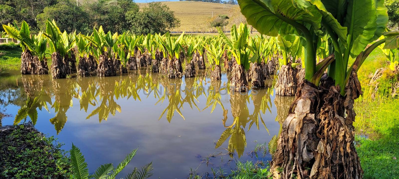 natural tropical lake in the interior of Brazil with grass vegetation and water plants