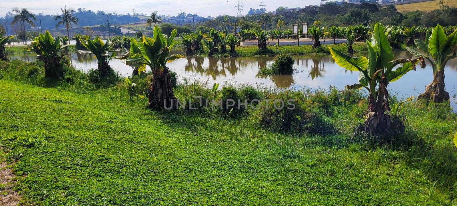 natural tropical lake in the interior of Brazil with grass vegetation and water plants