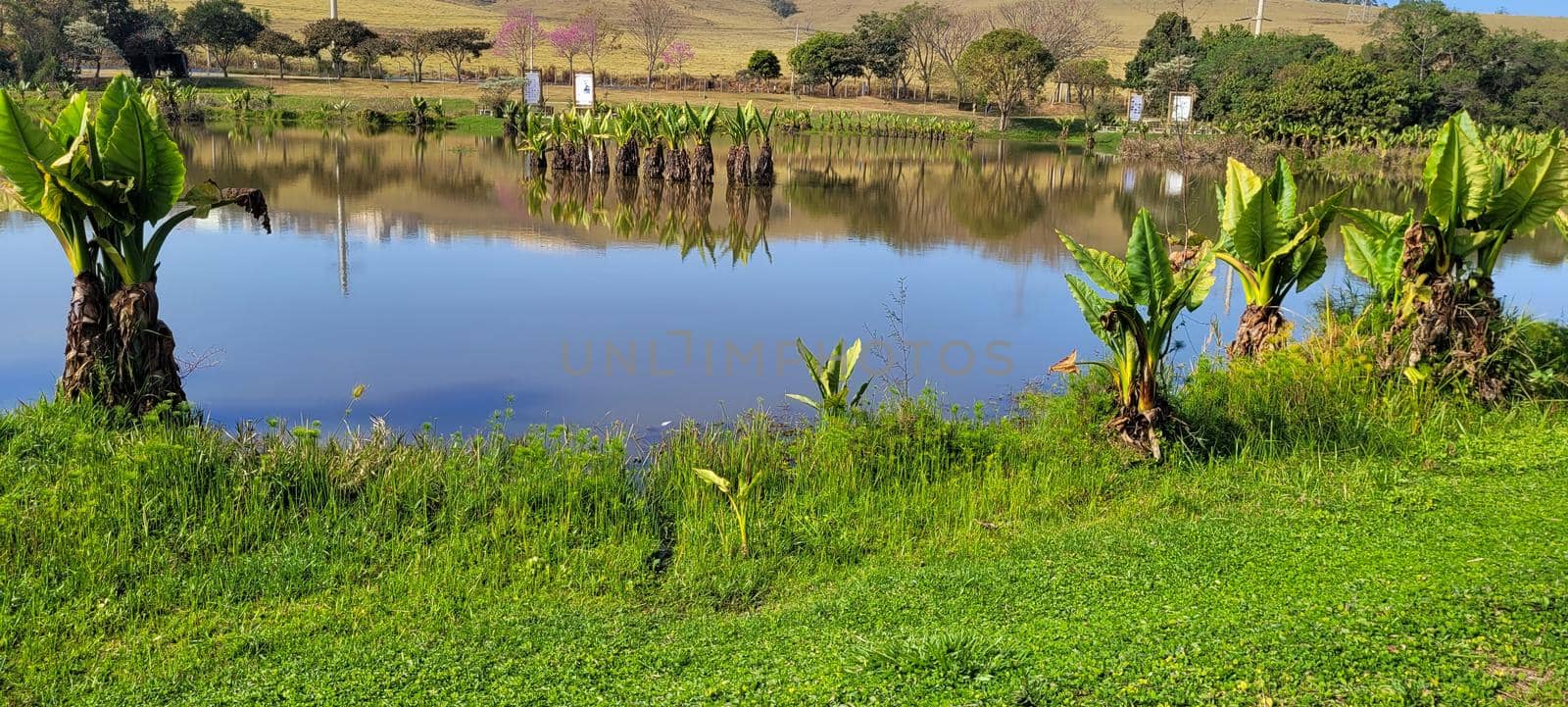 natural tropical lake in the interior of Brazil with grass vegetations and plants by sarsa