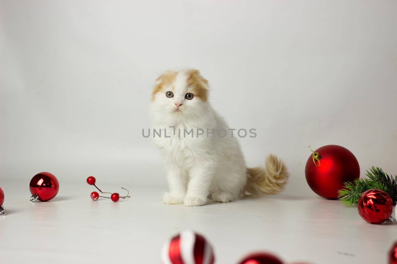 Cute scottish kitten playing in a gift box with Christmas decoration by KatrinBaidimirova