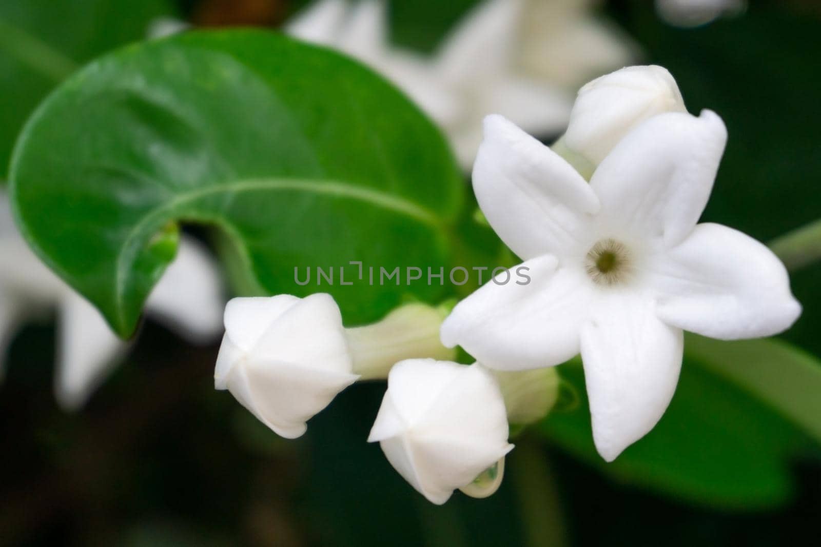 White flowers madagascar jasmine plant stephanotis close up with green leaf