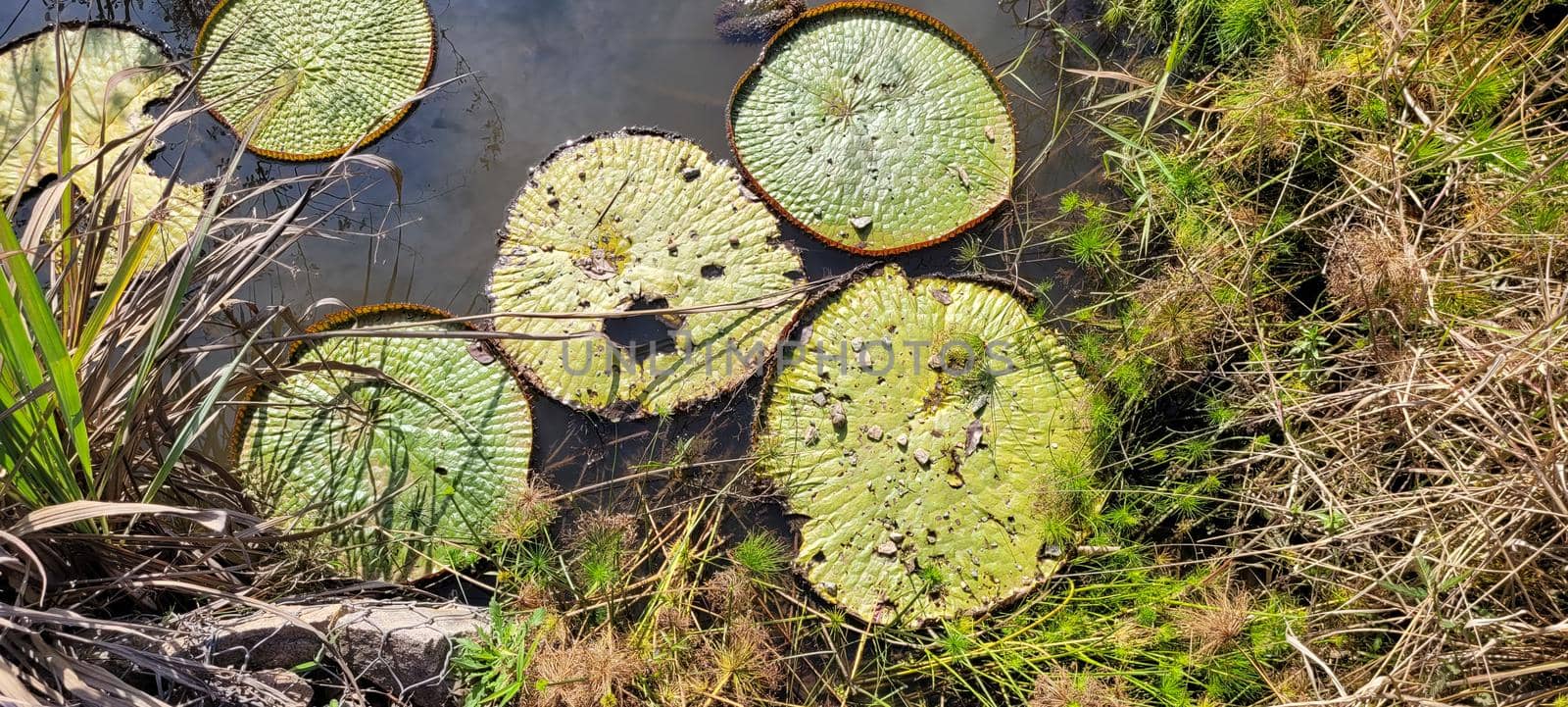 natural tropical lake in the interior of Brazil with grass vegetation and water plants