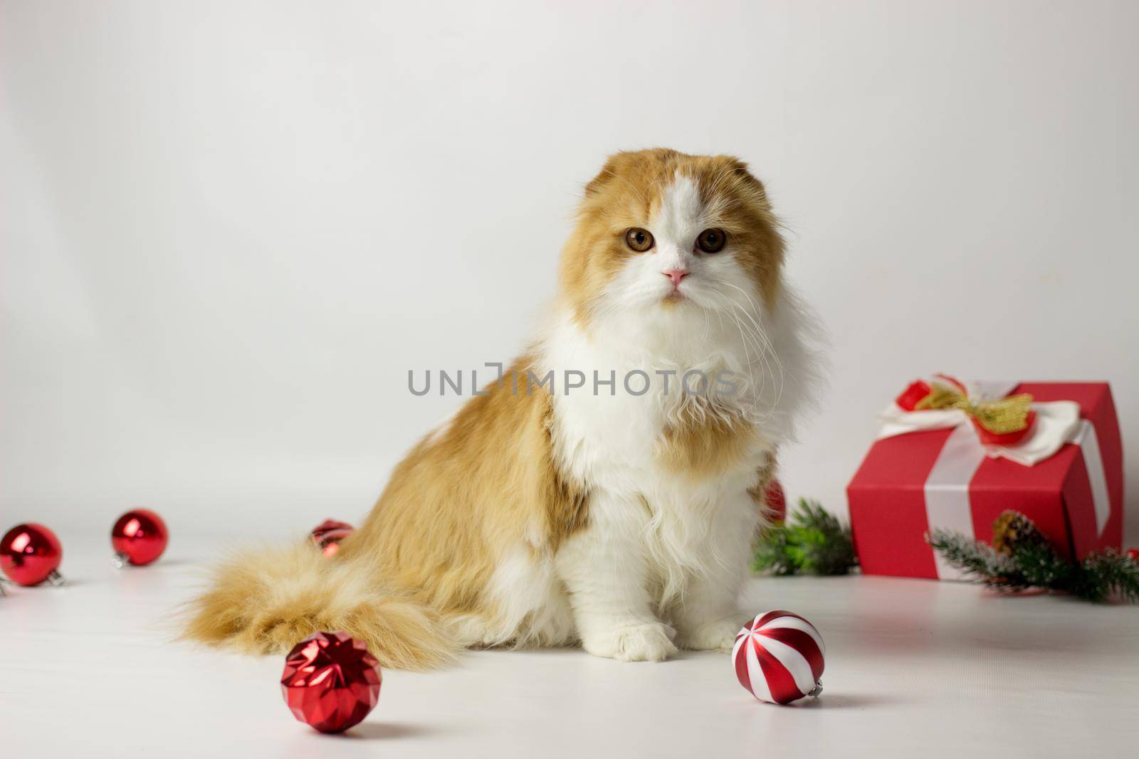 Cute scottish kitten playing in a gift box with Christmas decoration by KatrinBaidimirova