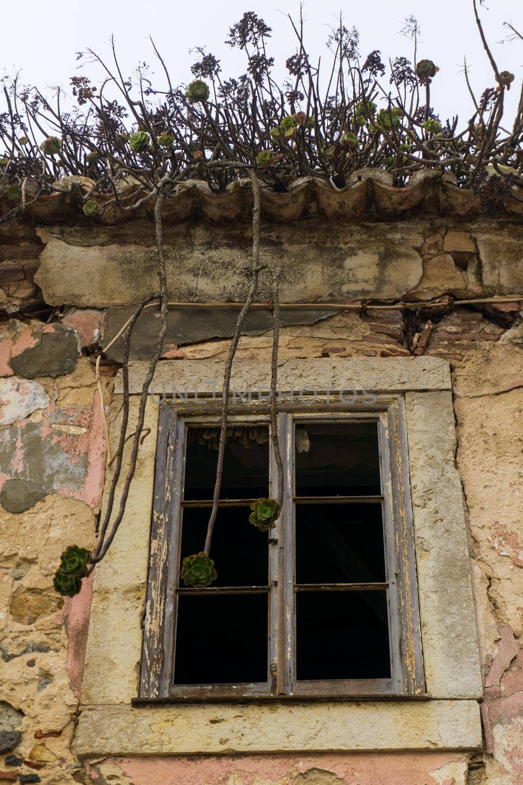 Bottom view of an empty dark window of an old abandoned house with succulents growing on a tiled roof