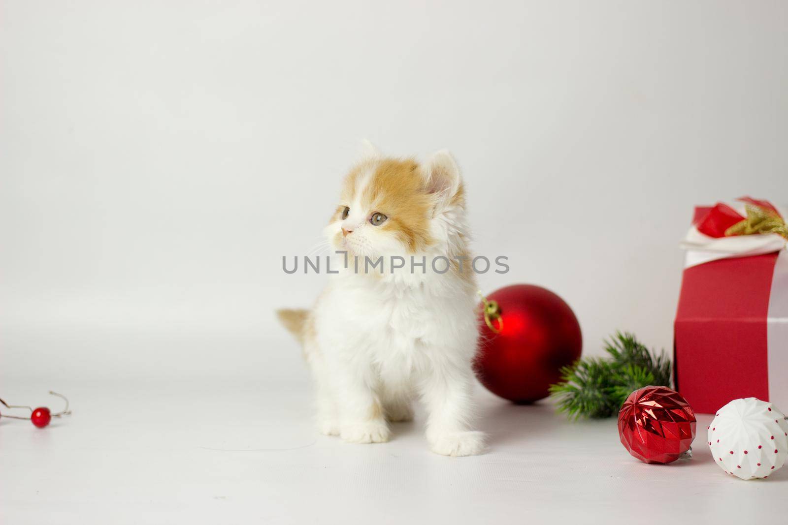 Cute scottish kitten playing in a gift box with Christmas decoration by KatrinBaidimirova