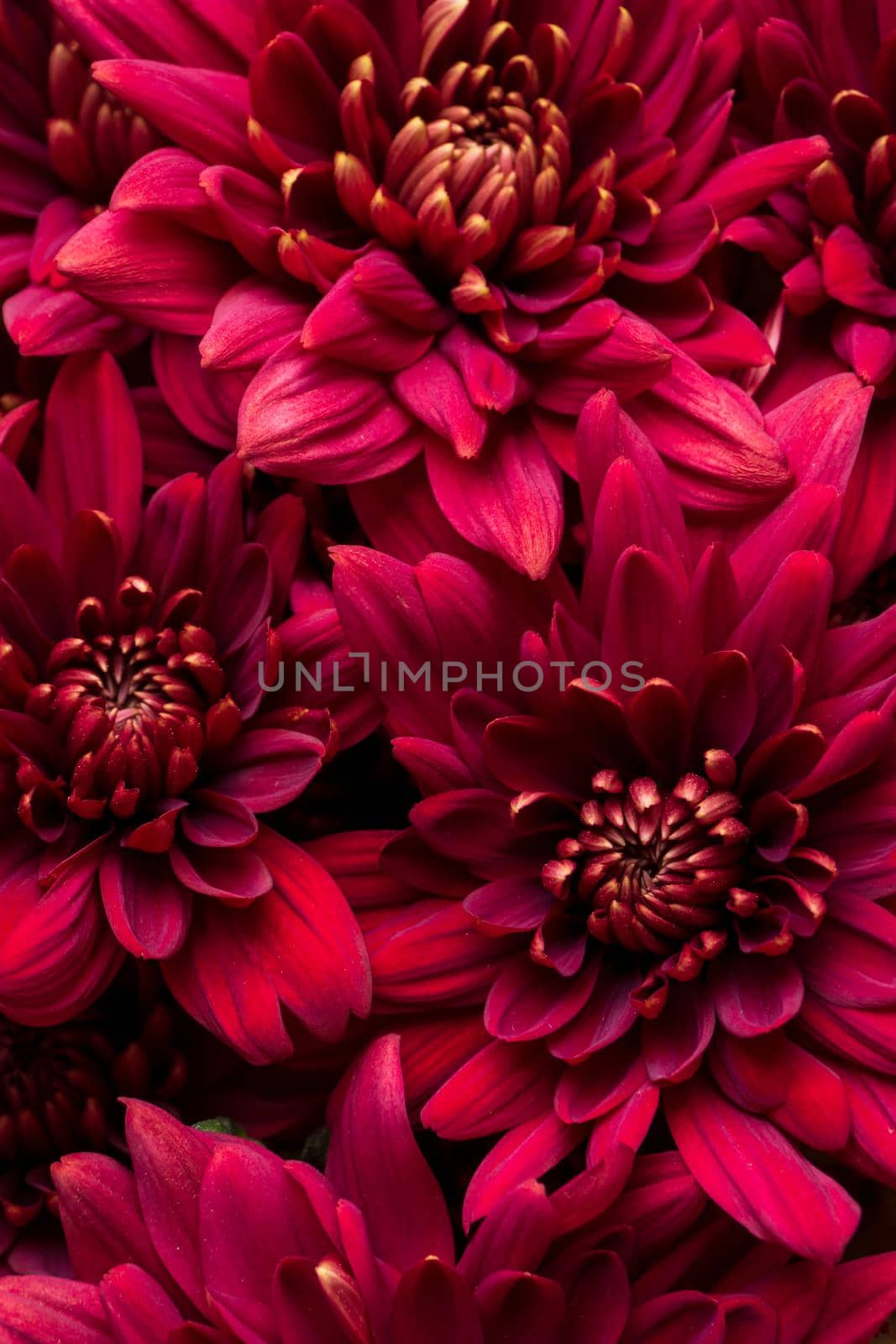 Burgundy chrysanthemum flowers on a white background close up