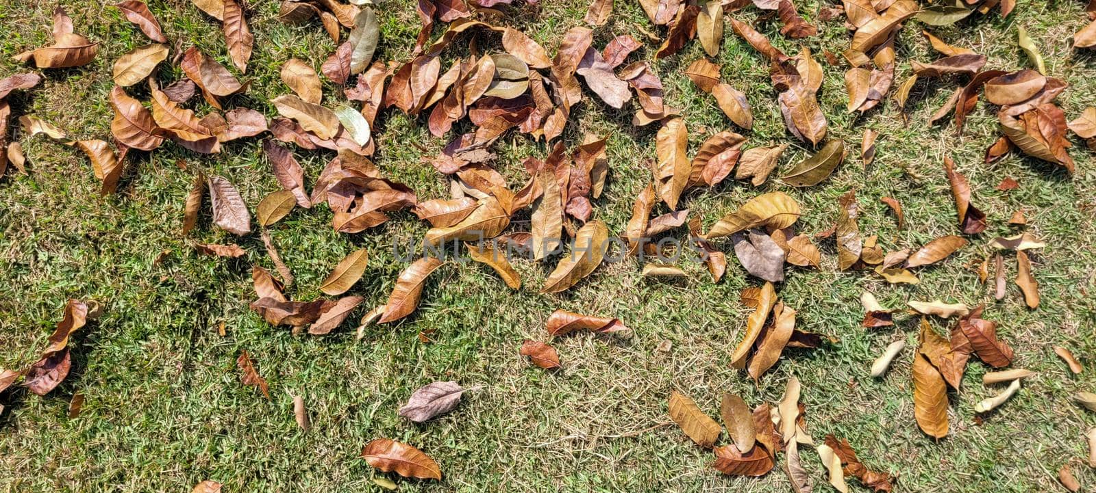 dry autumn winter leaves in park by sarsa